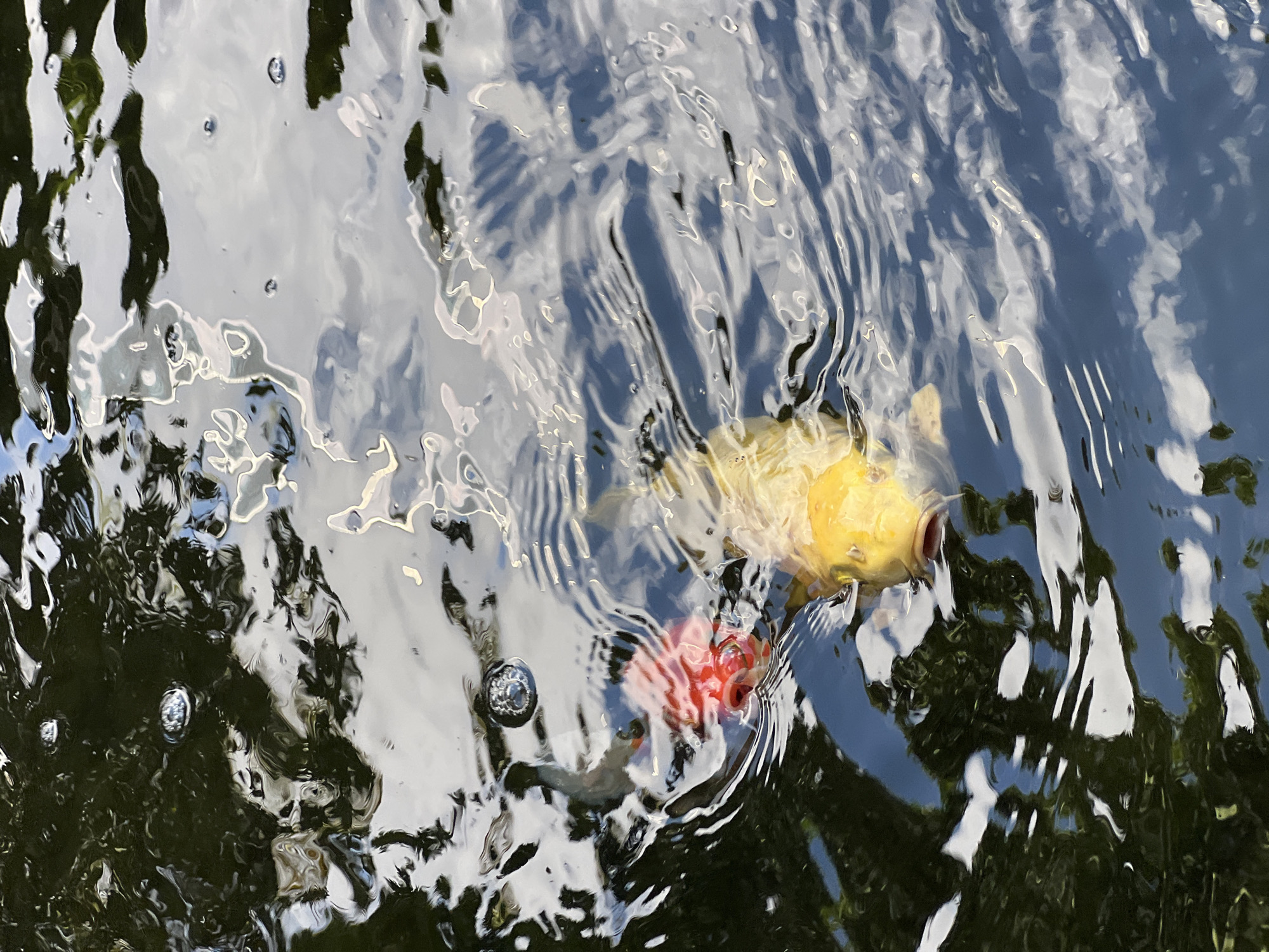 Two koi fish are swimming in dark, rippling water. A large yellow koi is in the foreground, its mouth open. A smaller red koi is to the left of the yellow one. The water is reflecting the sky and surrounding foliage, creating abstract patterns on the surface. The image was taken in Kuta Selatan, Indonesia.