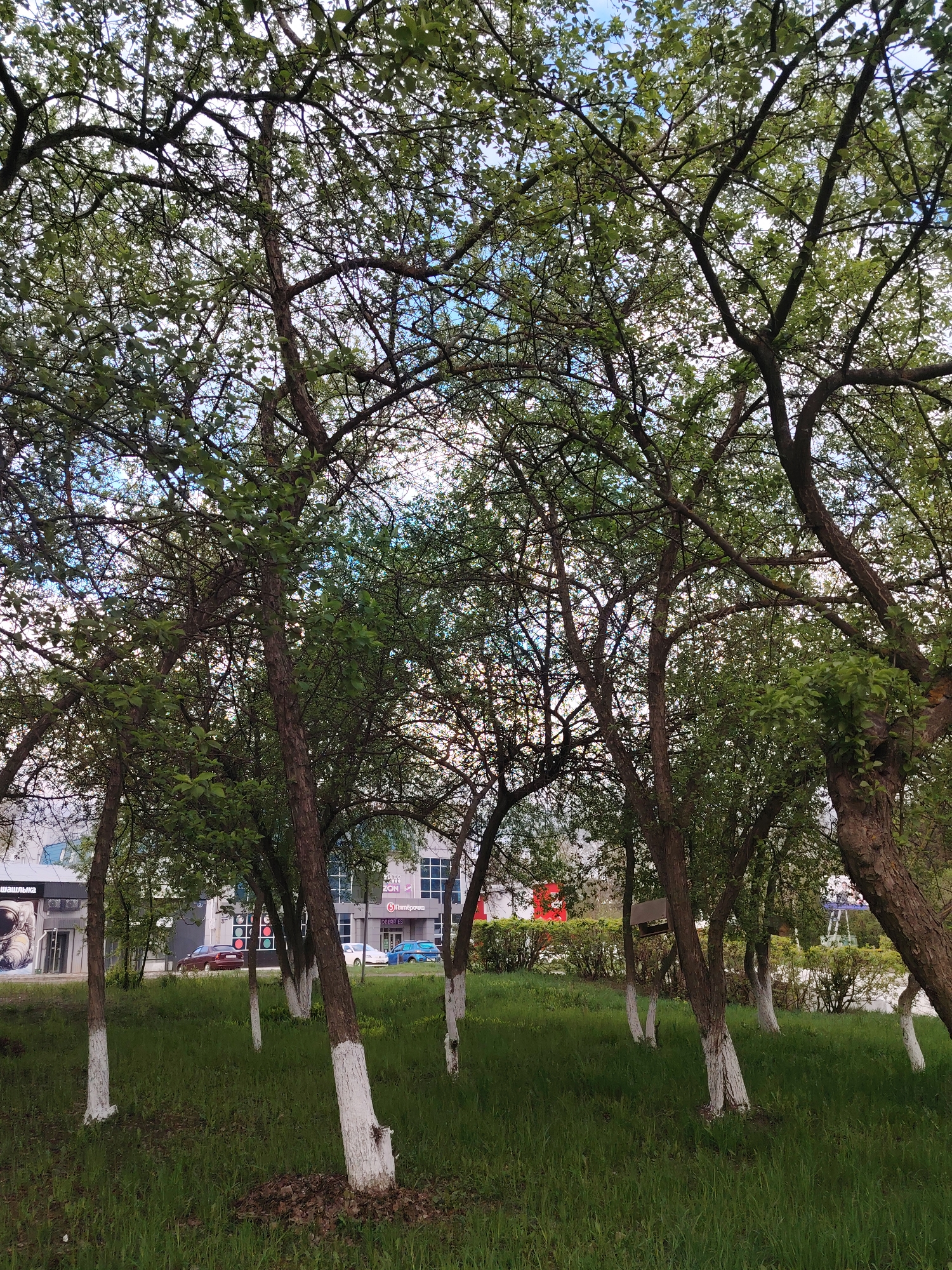 The image depicts a grassy area with several trees in an urban setting. The lower portion of the tree trunks are painted white. Beyond the trees is a street with buildings, including one with signage in Russian Cyrillic and possibly a logo for "Пятёрочка" (Pyaterochka), a Russian grocery store chain. Cars are parked along the street. The sky is visible through the tree branches. The location appears to be Chaikovsky, Russia, based on the store signage.