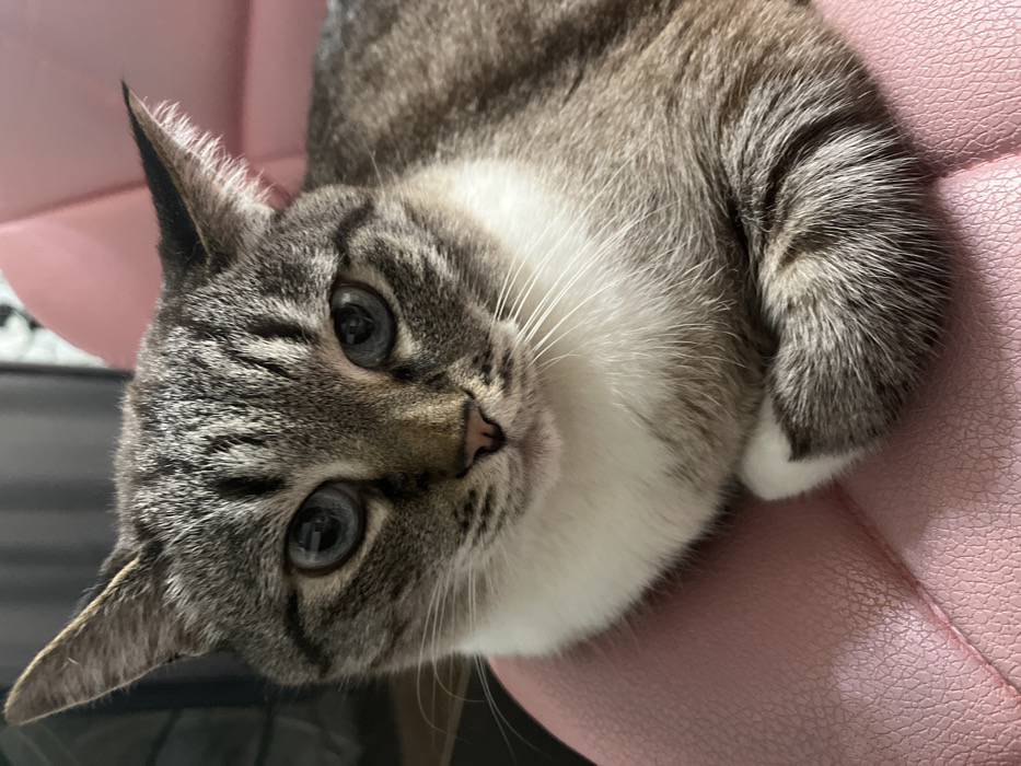 A domestic cat, exhibiting a grey-brown tabby pattern with prominent stripes on its head and back, is shown in a close-up, chest-up view. The cat has light blue eyes, a pink nose, and distinct white fur on its chin, chest, and front paws, which are tucked. It is seated, looking directly at the viewer. The animal is positioned on a light pink, textured surface, likely upholstered material with visible stitching and slight indentations. The background is dark and out of focus, indicating an indoor setting. This scene is located in the city of Chaikovsky, Russia.
