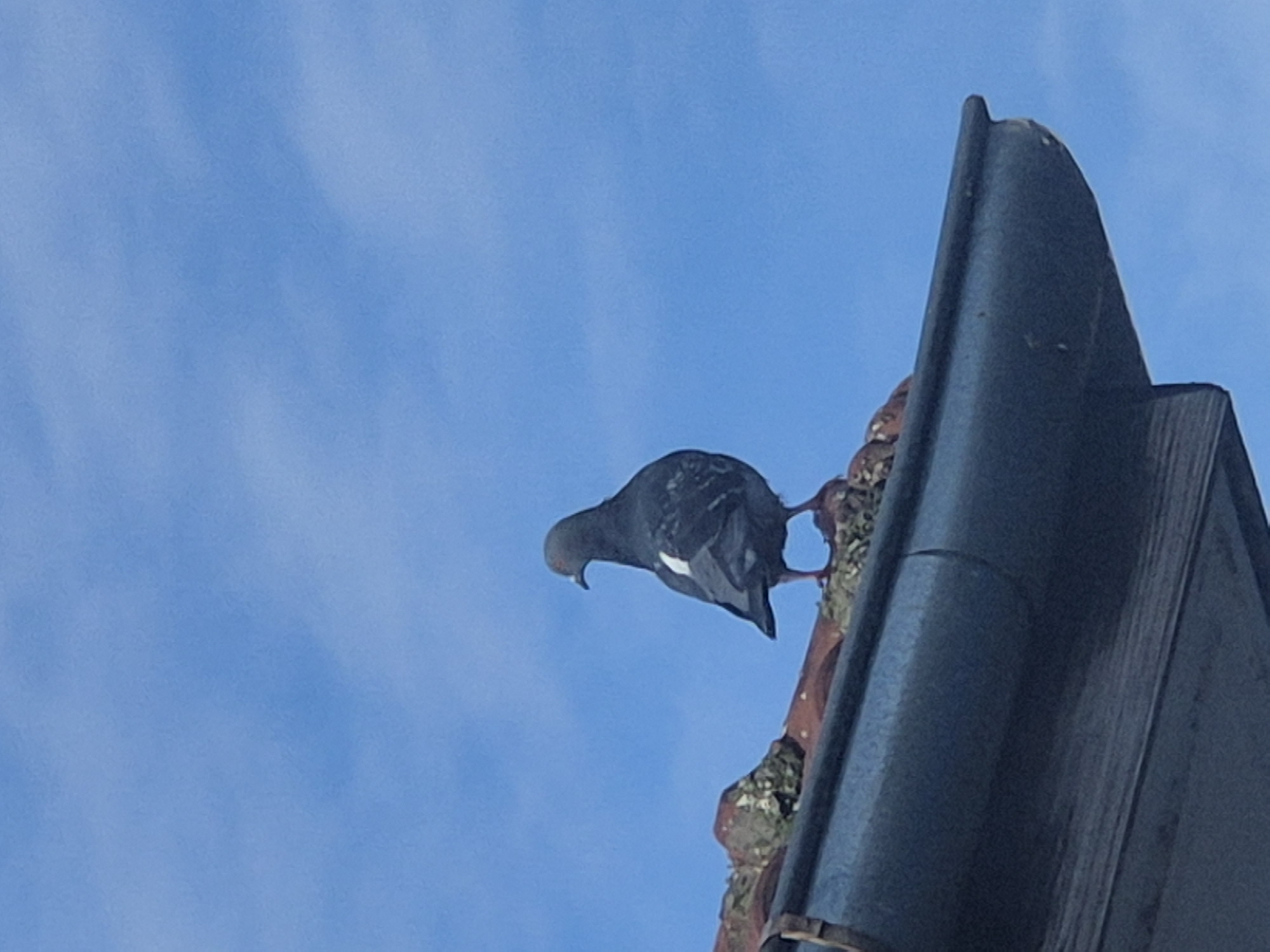 A pigeon perches on the edge of a building's roof, against a clear blue sky. The roof appears to be constructed from red tiles and dark gray or black metal flashing. The tiles are visibly aged with lichen. The pigeon is gray with a white marking on its back. The setting is presumably Pavlikeni, Bulgaria, based on the prompt.