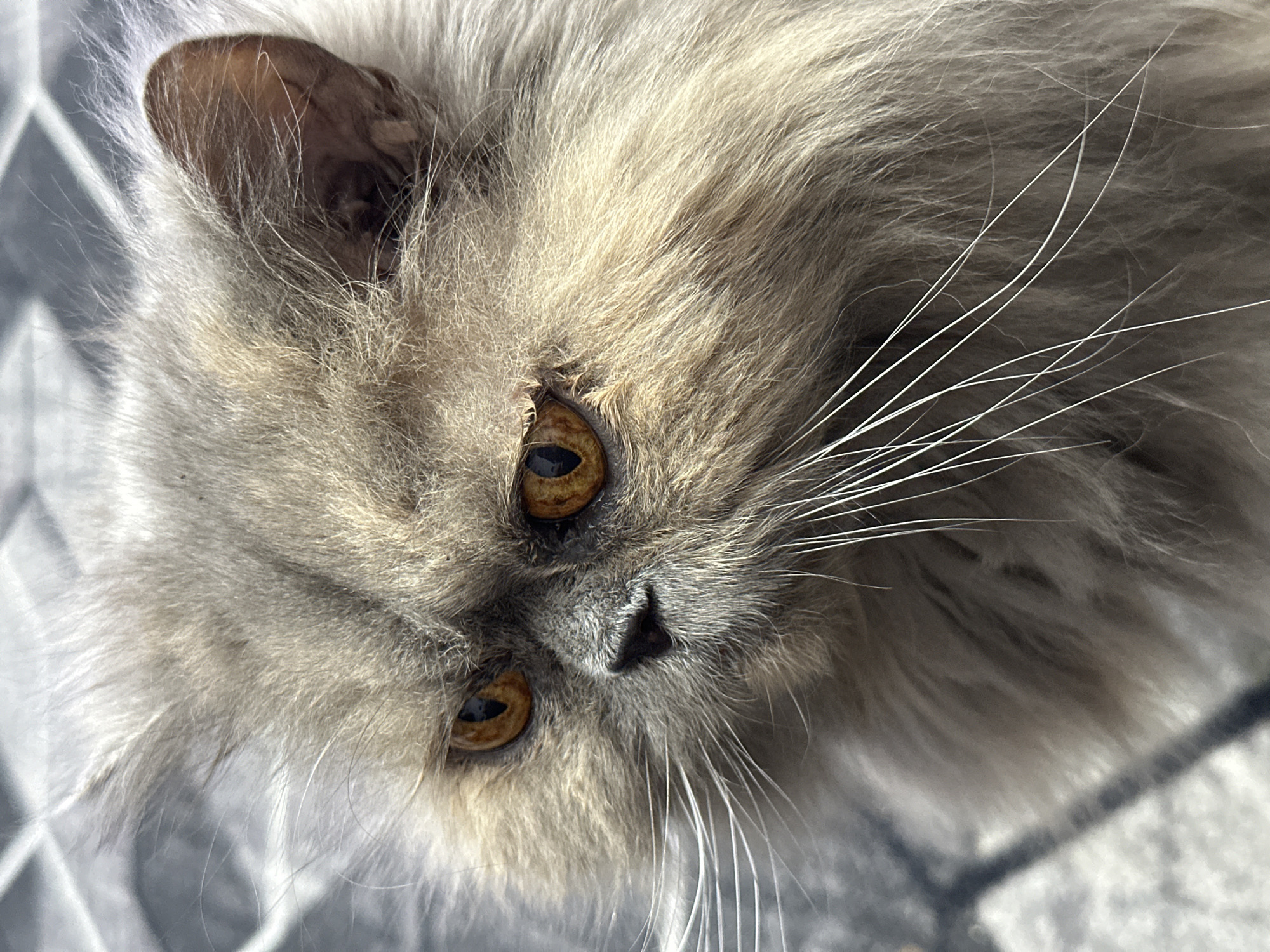 A close-up, high-angle shot depicts the face of a long-haired, light gray cat with amber eyes. The cat's head is slightly tilted, with its right ear visible in the upper left corner. The cat has long, white whiskers. The background is a gray and white patterned surface. There is no indication in the image that it was taken in Chaikovsky, Russia.