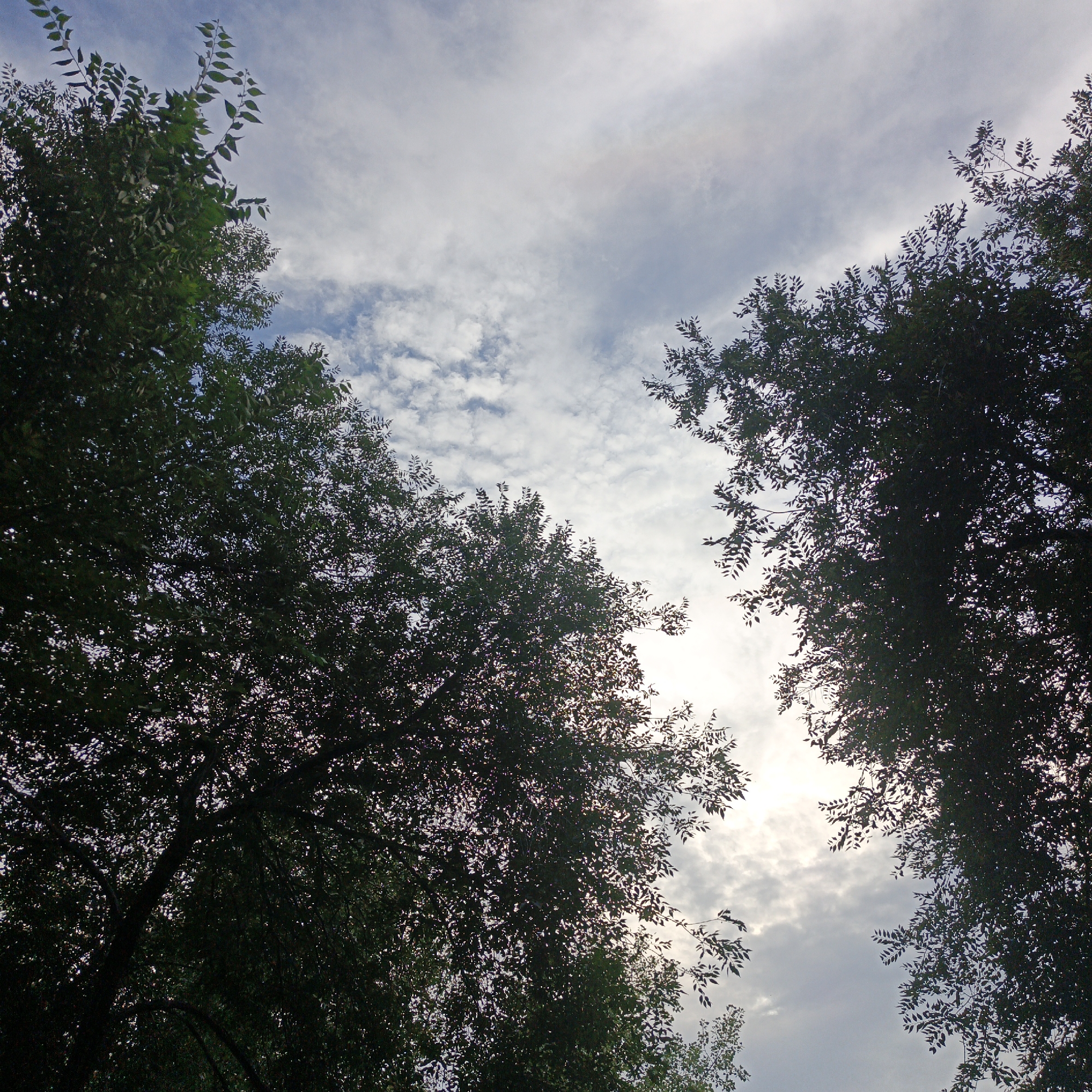 This is a low-angle, close-up shot looking up at a cloudy sky through the dark silhouettes of trees. The trees are dense with leaves and branches, framing the sky which is filled with white and grey clouds. The lighting suggests it is daytime, possibly late afternoon or early morning, with the sun diffused behind the clouds. There are no people or specific identifiable landmarks visible in this image. The location in Abakan, Russia, is not discernable from the visual content of the photograph.