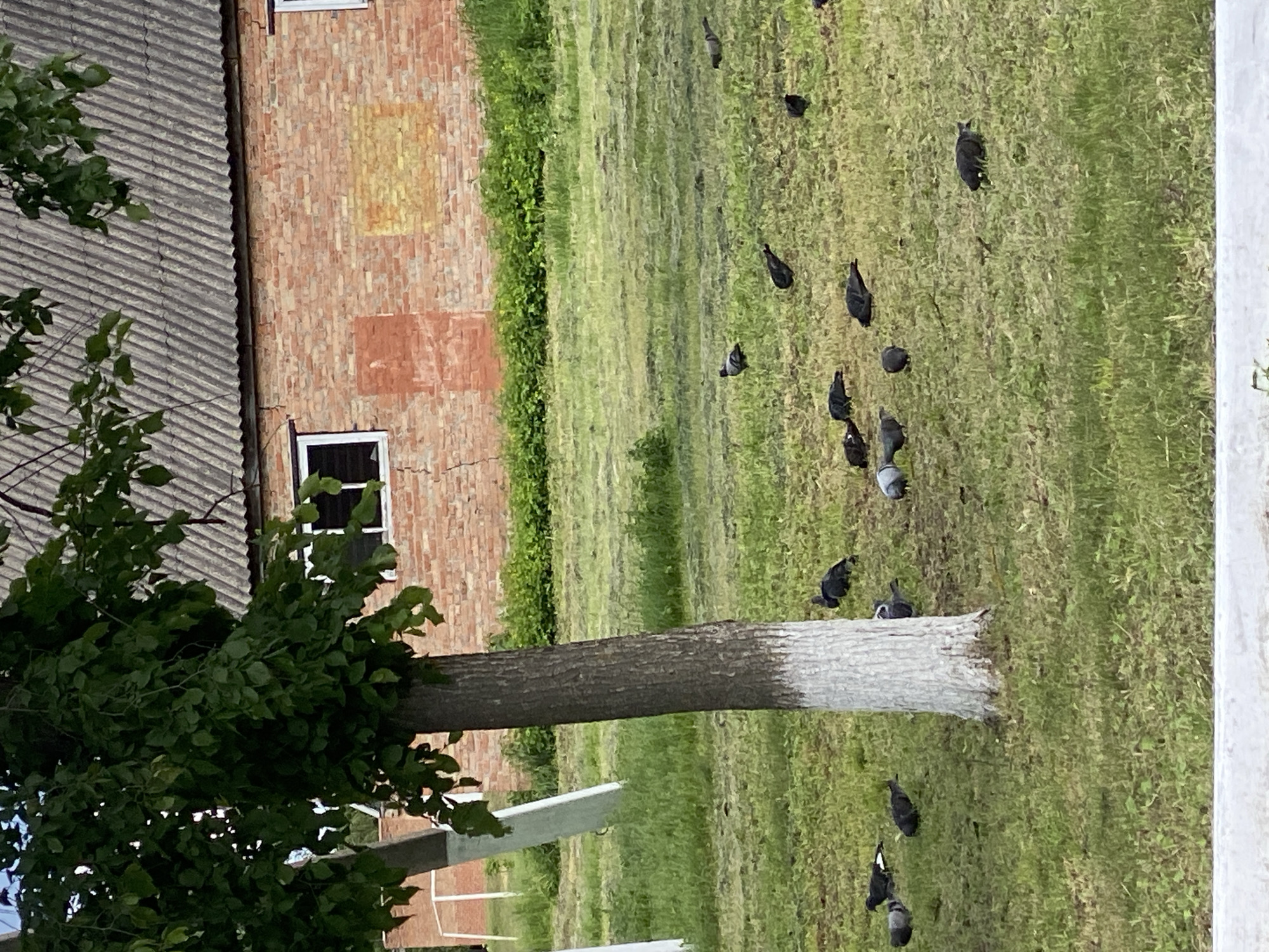 The image shows a grassy area next to a red brick building, likely in a rural or suburban part of Ustyvytsia, Ukraine. The building has a window and what appears to be patched sections. A tree is located in front of the building. Several pigeons are dispersed across the grass.