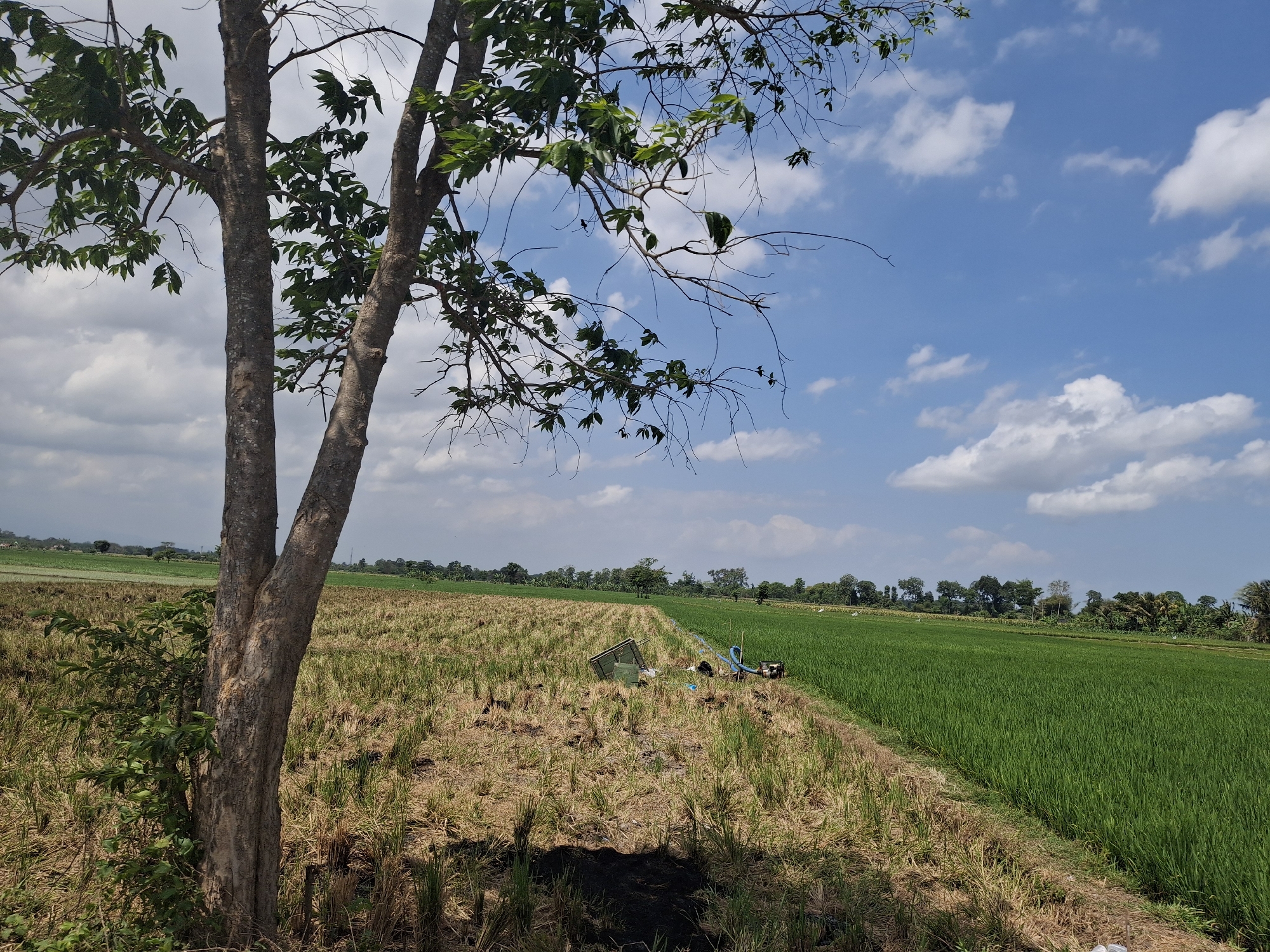 This is a landscape photograph taken in Jogotrunan, Indonesia. The image shows a split view of agricultural fields under a bright blue sky with scattered white clouds. In the foreground on the left, a thick-trunked tree with sparse green leaves dominates the left side of the frame. Its trunk splits into two main branches. Adjacent to the tree, the ground is covered with dry, yellowed stubble, indicative of harvested crops.
To the right of the dry field, a vibrant green field of young rice plants stretches horizontally across the image, creating a stark contrast in color and texture. The boundary between the dry stubble and the green rice field is clearly defined. In the middle ground, near the transition of the fields, there are several objects that appear to be related to agricultural work. These include a small green shed-like structure, a water pump with blue hoses, and other miscellaneous debris.
The background features a line of trees and vegetation, suggesting a rural setting. The overall impression is one of a working agricultural landscape on a sunny day. There are no people visible in the image.