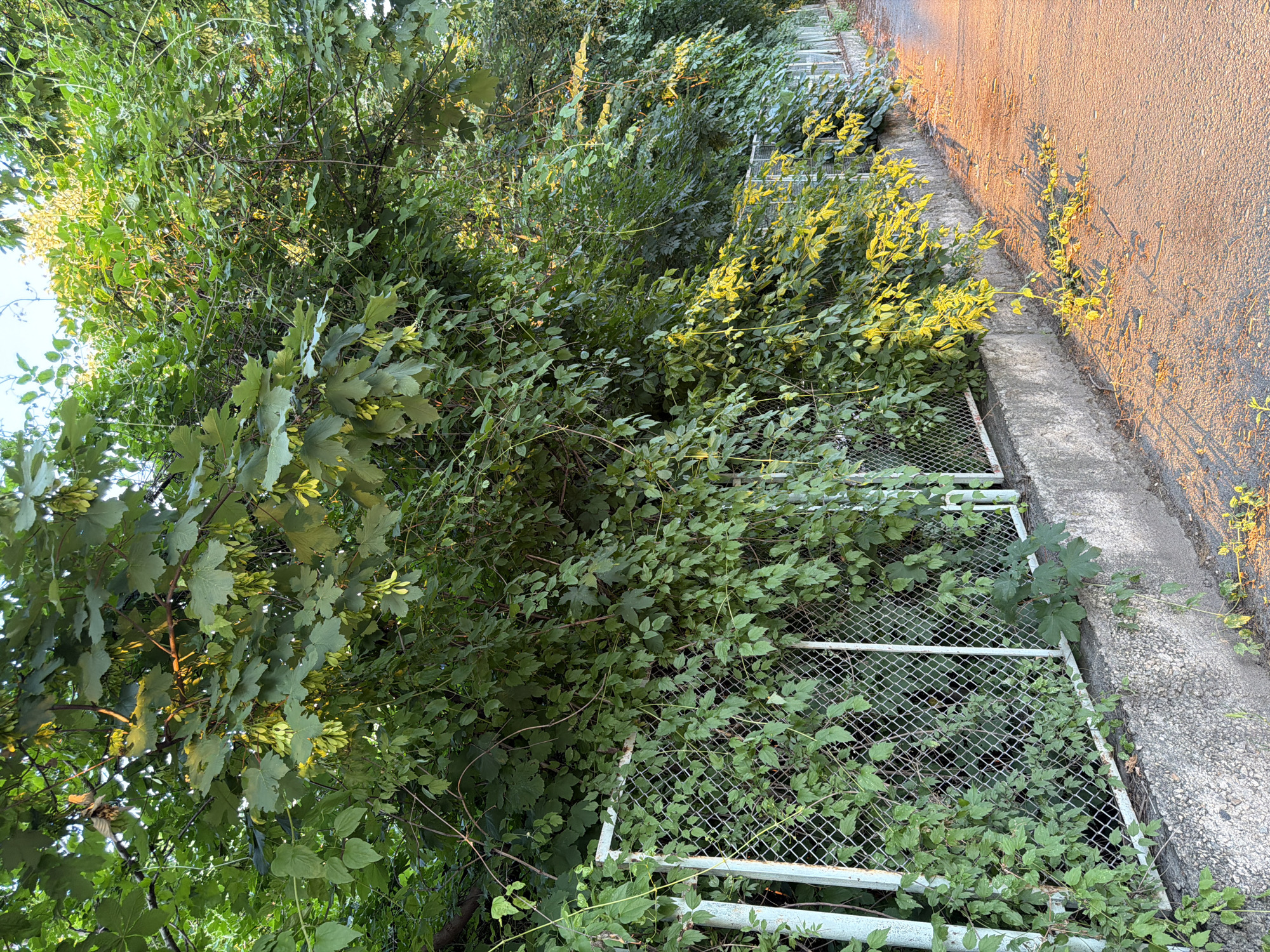The image depicts a dense wall of green foliage, comprised of various leafy plants and vines, growing over a chain-link fence and a concrete retaining wall. Several plants bear clusters of winged seeds, characteristic of maple trees. The fence, painted white, shows signs of age and rust. To the right of the fence, a paved pathway, likely a sidewalk or road, is visible, illuminated by the warm, low light of what appears to be sunset or sunrise. Scattered on the pathway are yellow leaves and seed casings, suggesting a change of season. The overall scene is one of abundant natural growth juxtaposed with urban infrastructure. The location is identified as Pazardzhik, Bulgaria.