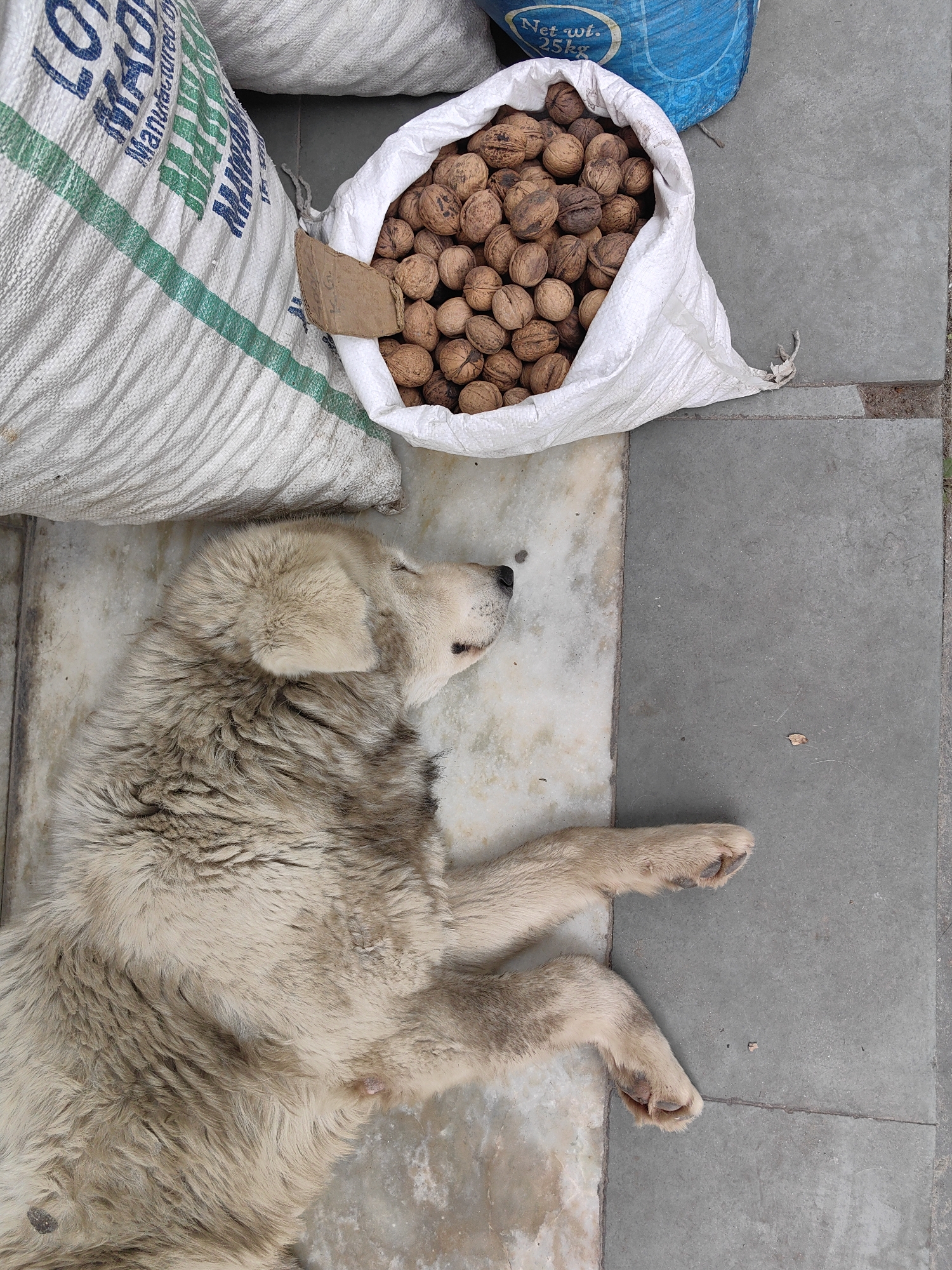A medium-sized, light-colored dog is sleeping on a paved surface. To the left of the dog is a large white sack with green and blue lettering. To the right of the sack and behind the dog's head is an open white sack overflowing with walnuts. The dog is lying on its side with its legs extended. The paved surface appears to be a street or a walkway in the city of Manali, India, a common sight in the region where stray animals often rest in public spaces. The background shows more of the paved surface and possibly other sacks.