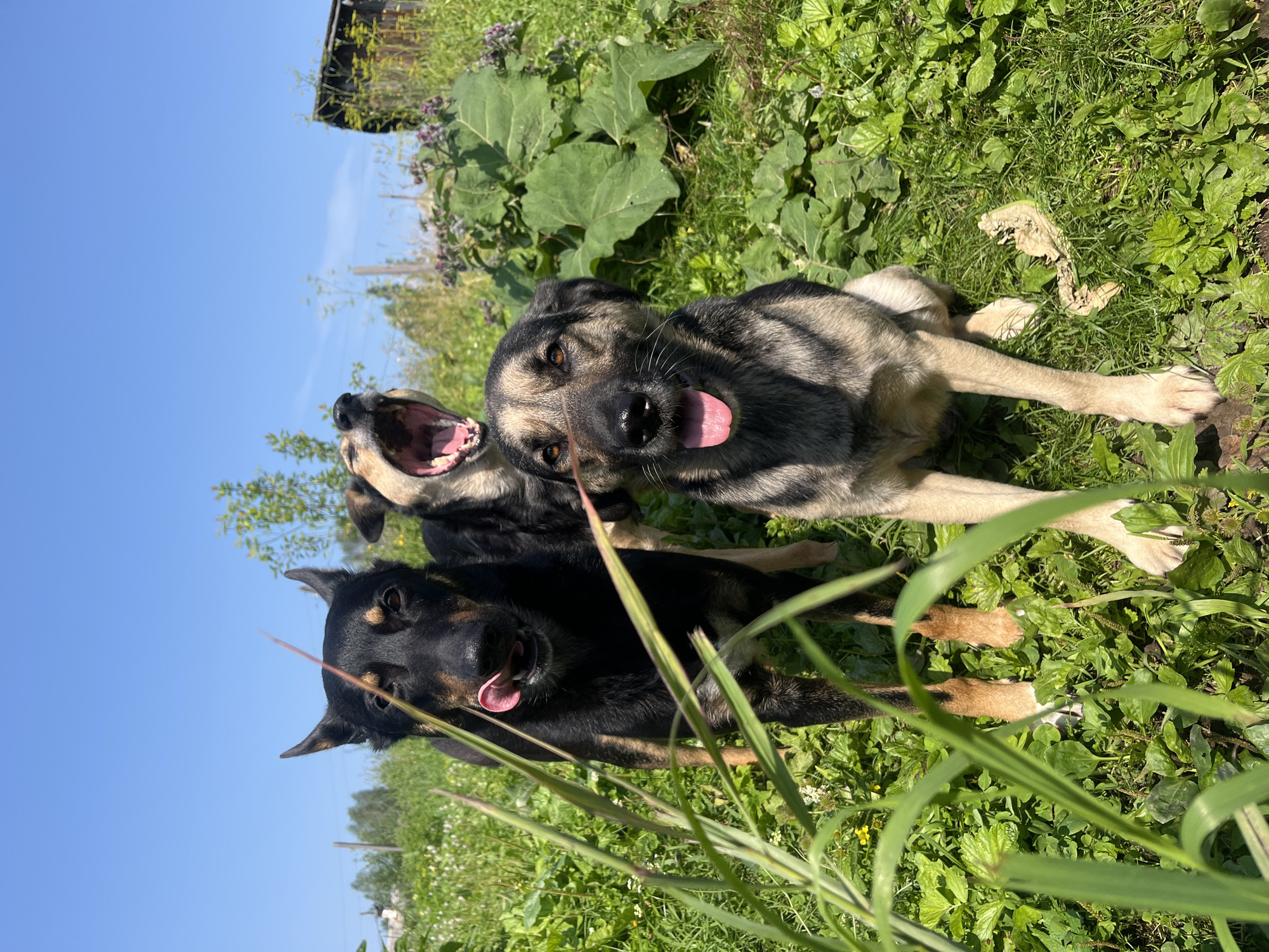 Three dogs are in a grassy outdoor setting under a clear blue sky. The dog in the foreground, a medium-sized breed with tan and black fur, is seated and looking directly at the camera with its tongue slightly out. Behind it, a larger black and tan dog stands, licking its nose. To the left and slightly behind, another dog with tan and black fur is yawning widely, showing its teeth and pink mouth. The environment is lush with green grass and various plants, including some with large leaves and purple flowers. In the background, there is a wooden structure and hints of trees and fencing, suggesting a rural or semi-rural location. The scene appears to be in a city or town, as suggested by the presence of structures, but it's not explicitly stated that this is within the city limits of Nizhny Tagil, Russia. The lighting indicates it is daytime, likely late morning or afternoon.