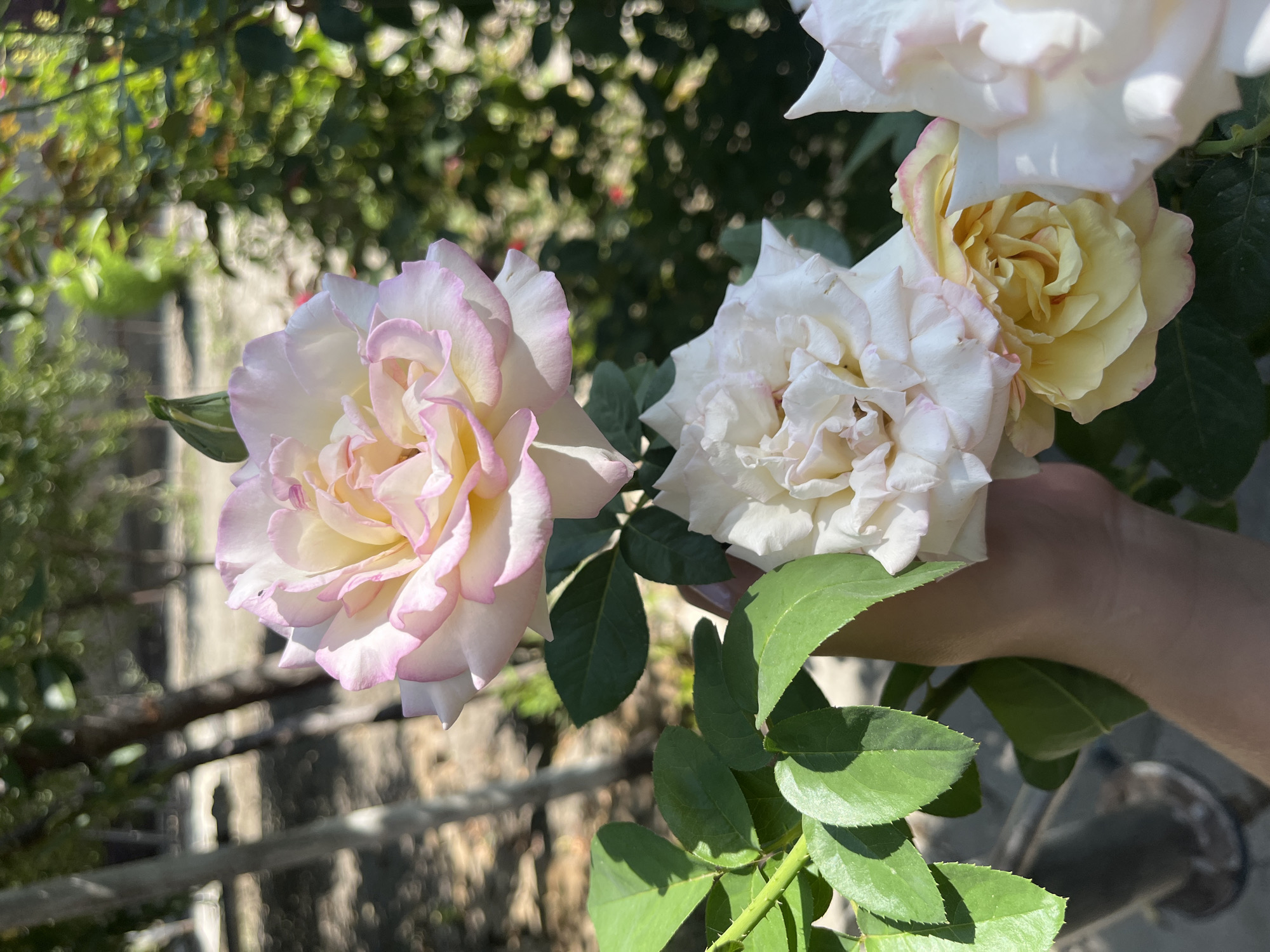 A close-up, vertical shot captures a hand gently holding a branch with several blooming roses in an outdoor setting. The roses exhibit a gradient of colors, transitioning from soft pink edges to creamy white and pale yellow centers. Lush green leaves with serrated edges are visible, along with thorny stems, suggesting a rose bush. In the background, out-of-focus trees and foliage create a dappled sunlight effect, indicating a garden or natural environment. The image does not contain any discernible elements that would place it within the city of Taraz city administration, Kazakhstan.