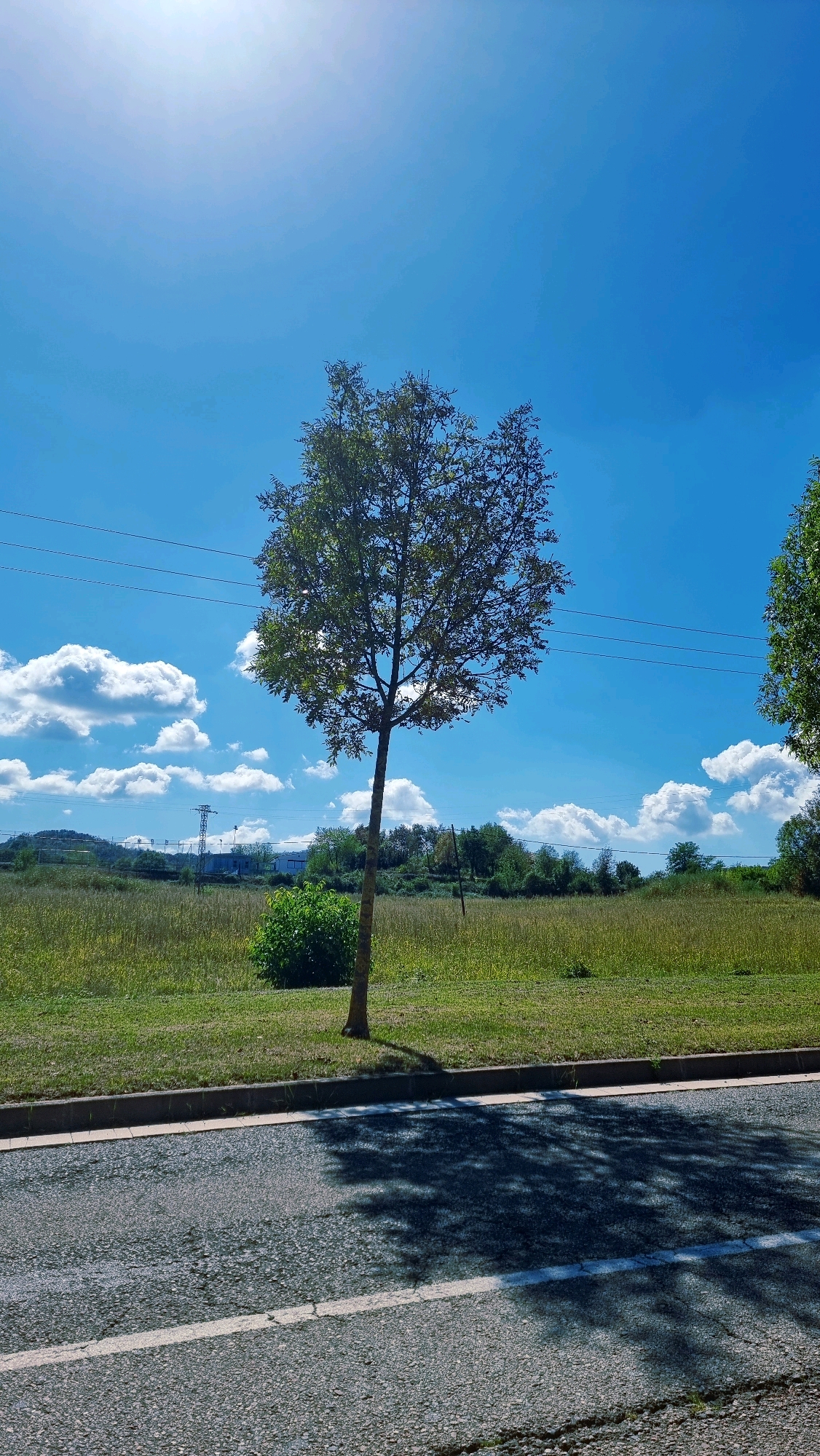 The image depicts a sunlit scene in Olot, Spain, featuring a single, slender tree with light green foliage standing in a grassy field. The tree is positioned in the middle ground, casting a shadow on the foreground asphalt road. A distinct white line marks the edge of the road, which is bordered by a curb. In the background, more trees and vegetation form a gentle slope, with a few distant structures and power lines visible against a bright blue sky dotted with fluffy white clouds. The overall environment suggests an outdoor, possibly semi-rural setting within the city. There are no people or animals present in the image.