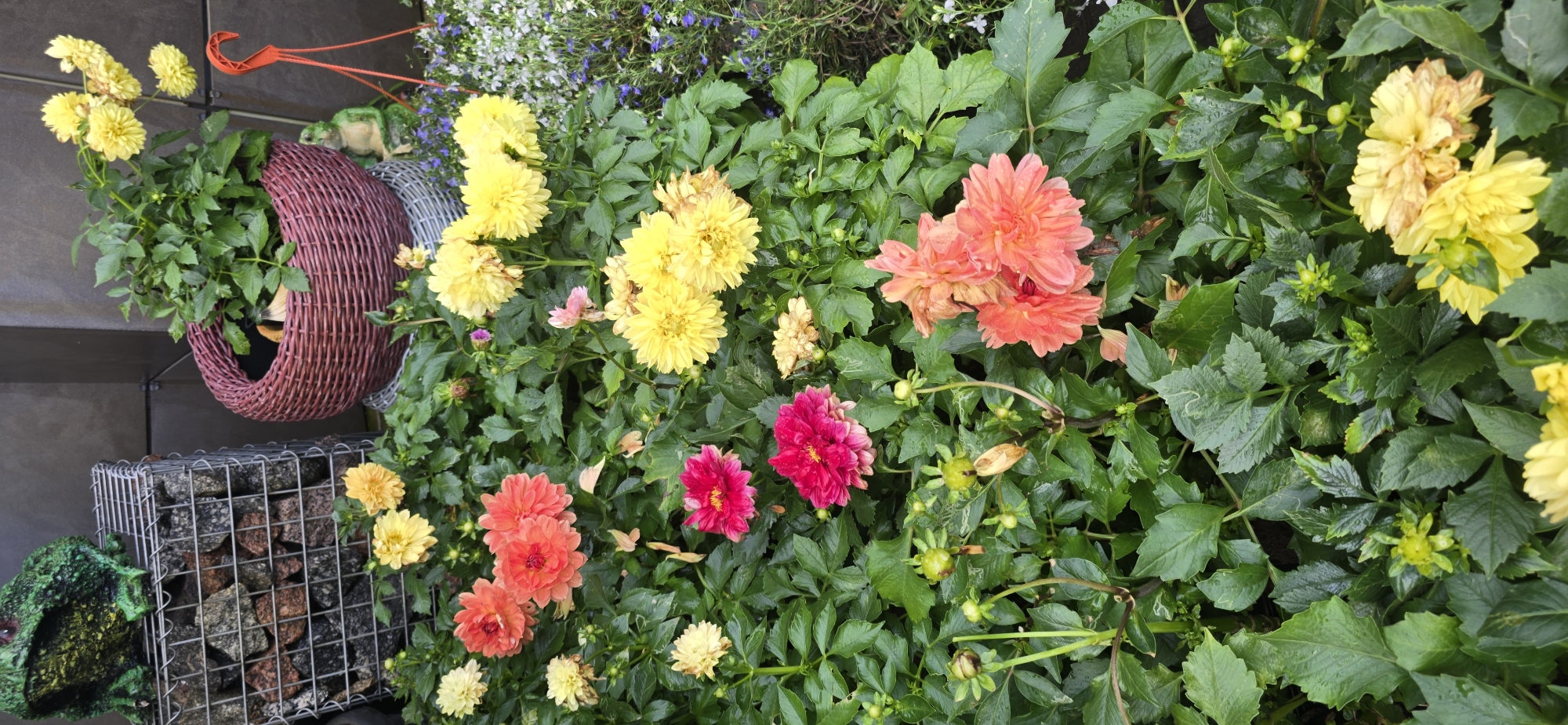 The image displays a vibrant arrangement of dahlias in various stages of bloom and budding, nestled amongst lush green foliage. The flowers are predominantly yellow and orange-pink, with a few striking magenta specimens. In the background, a decorative woven basket sits on a gravel-filled wire cage, topped with a green frog figurine. To the right, small blue and white flowers cascade downwards, and a red plastic hanger is visible. The overall scene appears to be an outdoor garden setting in Русская Деревня-2 Кп, Russia.