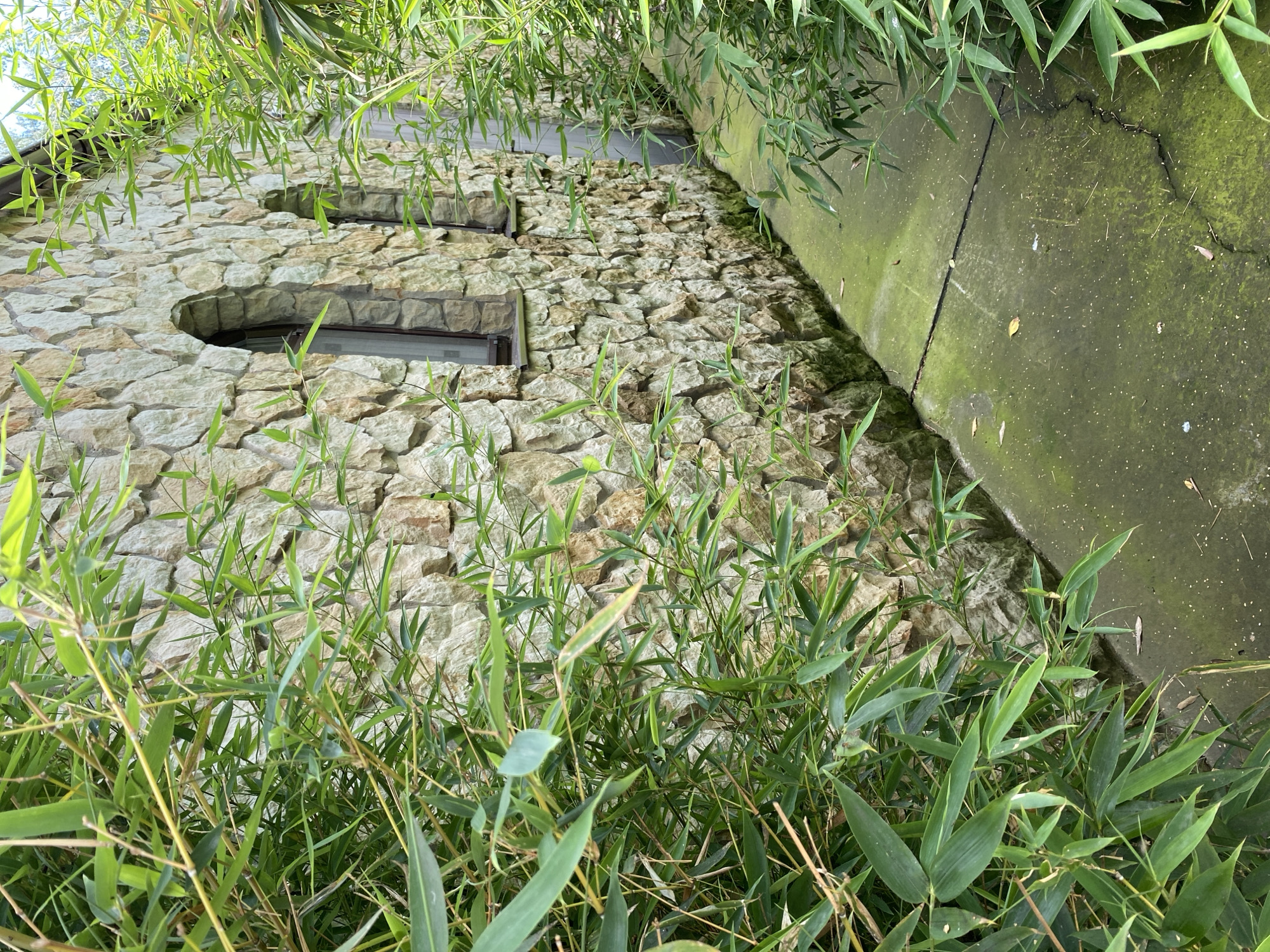 In Plastunovskaya, Russia, a narrow, moss-covered concrete path runs alongside a stone building. The building's wall is constructed from irregular, light-colored stones, featuring two arched windows with dark frames and glass. Lush green bamboo plants heavily frame the path and partially obscure the building's facade. The path appears cracked in places and shows signs of wear and the presence of fallen leaves. The overall scene suggests an outdoor, possibly garden or courtyard setting.