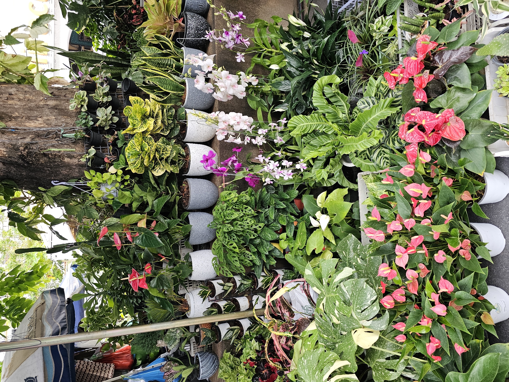 This image depicts a vibrant outdoor plant market in Bangkok, Thailand. Numerous potted plants of various species are arranged in rows, filling the frame. In the foreground, bright pink and red anthurium flowers are prominent, some in white pots. To the left, a large-leafed plant with white variegation is visible, possibly a Monstera. Behind the anthuriums, a cluster of delicate pink and purple orchids cascade downwards. Higher up, a variety of green foliage plants, including snake plants and Crotons with yellow and green leaves, are displayed in grey and white pots. Some of the plants are hung on a metal grid against a textured wall. In the background, a large tree trunk stands prominently, with some of its branches and leaves visible at the top of the frame. A section of a white umbrella and some clothing items are visible to the far left, suggesting the presence of vendors and market stalls. The overall impression is a lush and colorful collection of houseplants for sale.