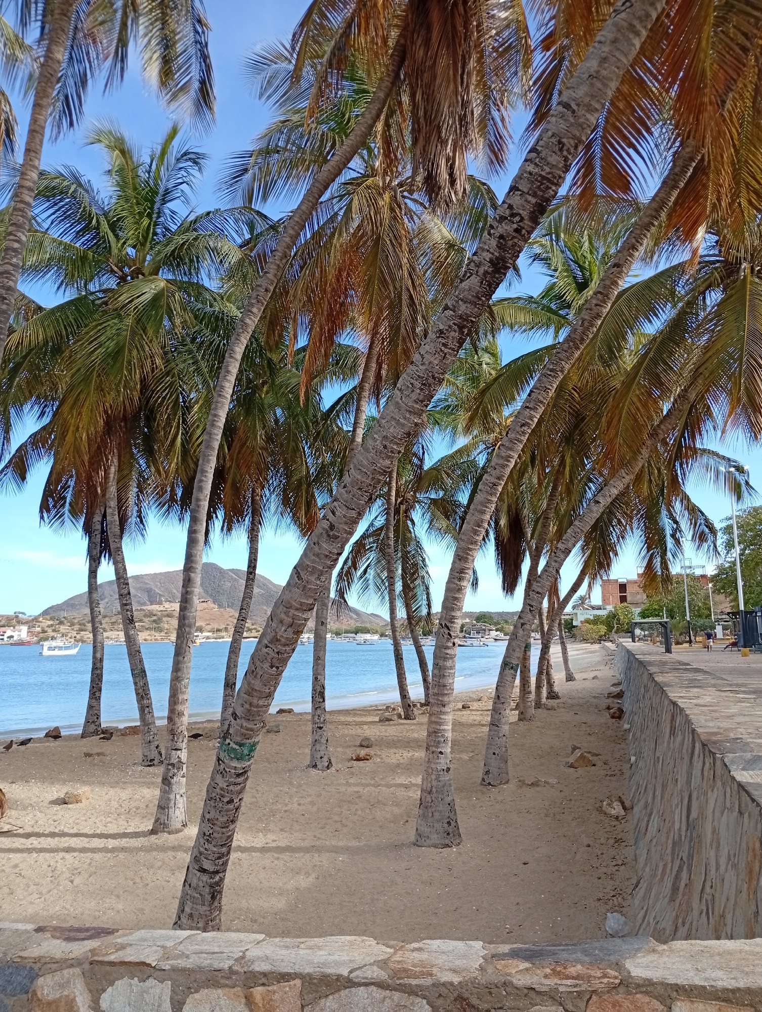 The image depicts a coastal scene in Juan Griego, Venezuela, characterized by a sandy beach lined with palm trees under a clear blue sky. In the foreground, a low, multi-toned stone wall serves as a retaining structure or border. To the right, this wall extends into a more substantial stone-faced barrier adjacent to a paved walkway.
A line of approximately fifteen tall palm trees with visible, textured trunks and green to brownish fronds leans towards the water, casting shadows on the light-colored sand. Some tree trunks exhibit green painted markings. The sandy beach shows minor undulations and scattered small rocks.
Beyond the beach lies a calm body of light blue water, likely a bay or harbor. Several white boats of various sizes are present on the water, some appearing anchored, others potentially moored closer to the far shore.
Across the water, a prominent, arid, and partially vegetated mountain or large hill forms the distant horizon. Sparse structures are visible at its base. On the right side of the image, running parallel to the beach behind the stone wall, is a paved promenade or walkway. Along this walkway, two individuals are discernible: one person is walking away from the viewer towards the background, and another individual appears to be seated further down the promenade. In the background on the right, buildings are present, including one brick-colored structure with exposed scaffolding or framework, and other obscured structures and trees. Streetlights or utility poles are also visible along the walkway. The scene is illuminated by bright daylight, casting defined shadows.