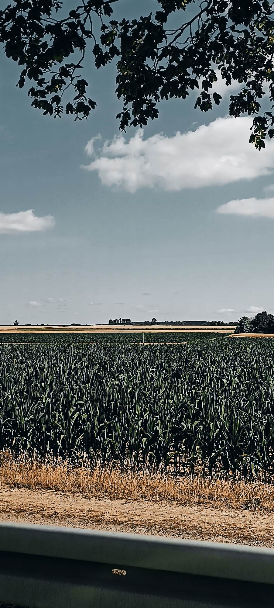 This is a vertically oriented, medium-shot, eye-level outdoor photograph captured on a clear day. The scene depicts a vast expanse of lush green corn stalks filling the lower two-thirds of the frame. The cornfield extends horizontally across the image, with its dense stalks creating a textured, almost uniform green surface.
In the middle ground, beyond the cornfield, a narrow strip of dry, yellowish-brown grass or stubble is visible. Further back, a distant horizon is characterized by a flat landscape. This includes a band of yellow fields, likely crops such as wheat or barley, followed by a line of trees that form a dark, undulating silhouette against the sky. Several scattered buildings or structures are faintly discernible within this tree line.
The upper portion of the image is dominated by a pale blue sky, punctuated by scattered, fluffy white clouds. Dark, leafy branches from a tree overhang the top of the frame, casting shadows and framing the sky. The foreground features a gray, concrete barrier, possibly a roadside barrier or railing, with a dark shadow cast upon it.
The image does not contain any people, animals, or specific identifiable landmarks that would definitively place it within Fellbach, Germany. The scene is characteristic of rural agricultural landscapes.