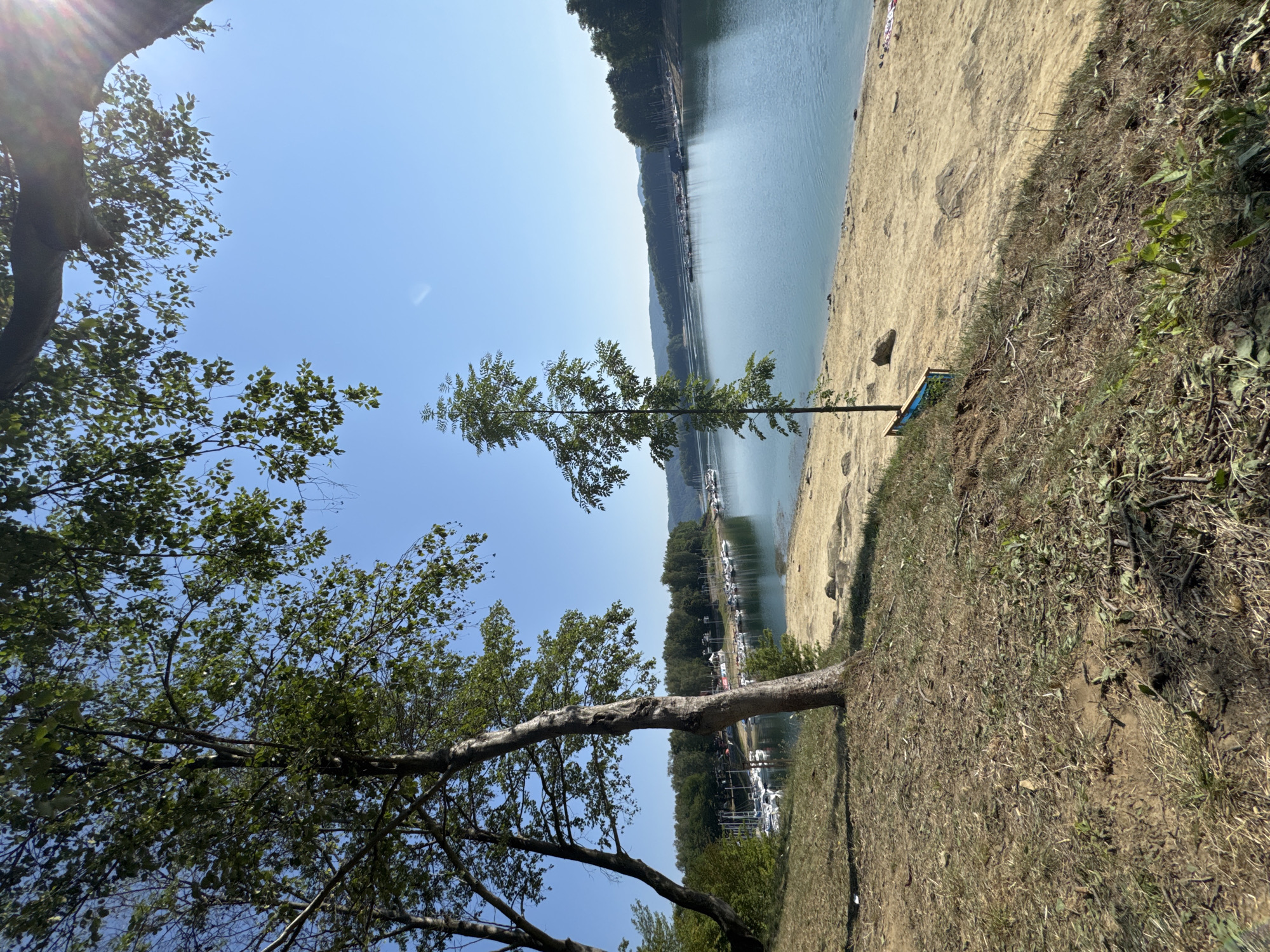 The image depicts a serene lake scene in Polańczyk, Poland, under a clear blue sky. In the foreground, a grassy slope transitions to a sandy beach. Several trees, some with prominent trunks, are scattered across the left side of the frame, their leaves rustling in the gentle breeze. A lone, slender tree stands on the sandy shore, beside a small blue and wooden bench. The calm lake stretches towards the horizon, dotted with numerous white sailboats moored at a distant marina. The background is lined with a lush green forest, suggesting a natural, secluded environment. The sunlight casts a warm glow, with a hint of lens flare visible in the upper right corner. No people are directly visible in the immediate foreground or on the beach, though distant figures may be present on the far shore. The overall atmosphere is peaceful and idyllic.