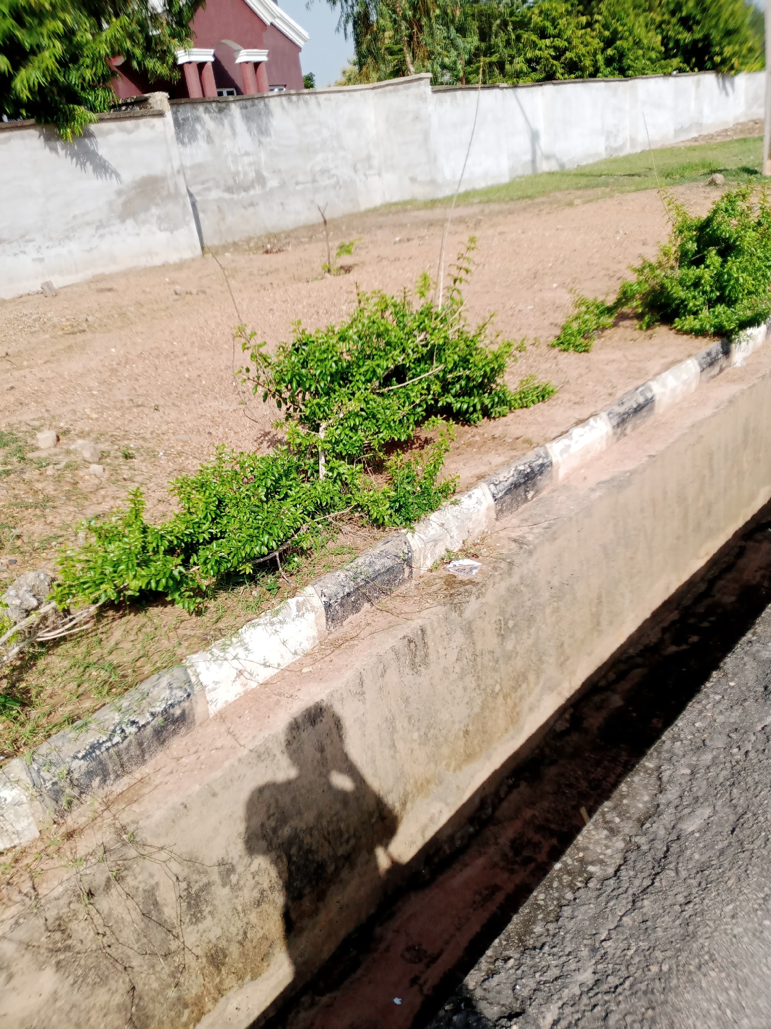The image shows an outdoor scene in Jalingo, Nigeria. In the foreground, a shadow of a person is cast on a concrete drainage channel. The channel is lined with a black and white striped curb. Beyond the channel, there is a patch of dry, sandy earth with several small green bushes. In the background, a low, light-colored wall stretches across the frame, with a building and lush green trees visible above it. The overall impression is of a sunlit, somewhat arid environment with signs of urban infrastructure.