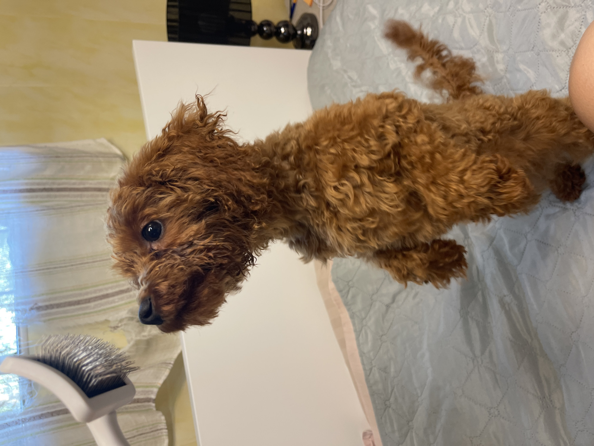 A small, fluffy, reddish-brown poodle stands on its hind legs on a bed with a light blue quilted comforter. The poodle is looking upwards and to the left, towards a white grooming brush held by an unseen person. The brush has silver bristles. In the background, a white headboard is visible, and behind that, a wall with yellow paint and striped curtains. To the far right, a black table lamp with a round base is on a surface. The scene appears to be in a bedroom in an apartment in Sofia, Bulgaria.