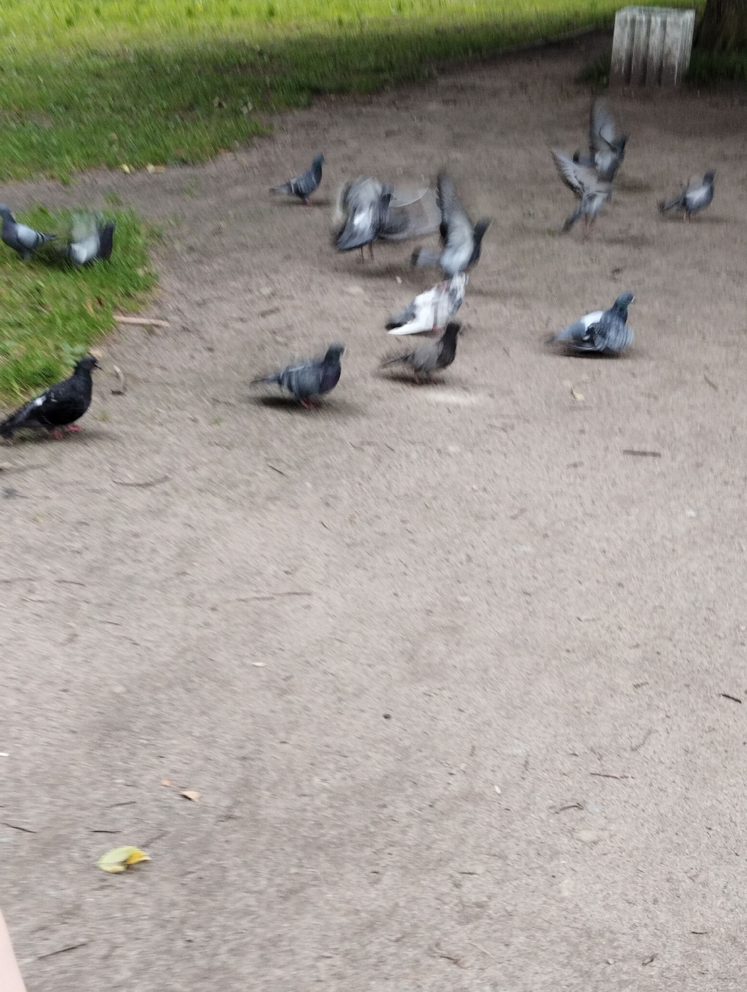 A group of pigeons are gathered on a dirt path next to a grassy area, possibly in a park within Kingisepp, Russia. Some pigeons are standing, while others are in mid-flight or pecking at the ground. The image captures a moment of activity among the birds. The background consists of green grass and a blurred object that may be a bench or fence.