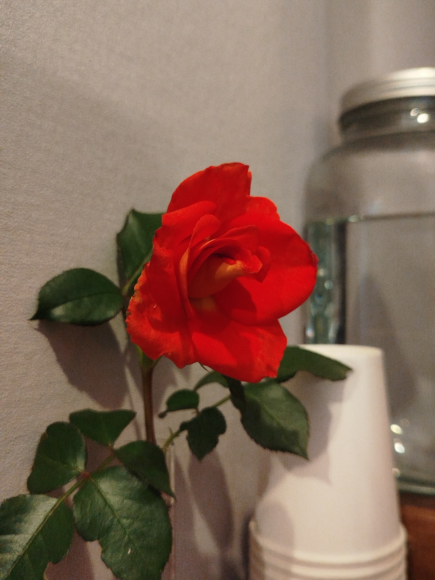 A single red rose with green leaves is the main subject of the image, positioned slightly to the left of center. The rose appears to be in bloom, with its petals unfurling. The background is a neutral-colored wall. To the right of the rose, a white paper cup is visible, and behind that, a large glass jar with a metallic lid, containing a clear liquid. The scene suggests an indoor setting, possibly a table or shelf, given the arrangement of objects. The lighting appears to be artificial, casting soft shadows. There are no people or animals present in the image. The location is not specified within the city of Unknown, Unknown.
