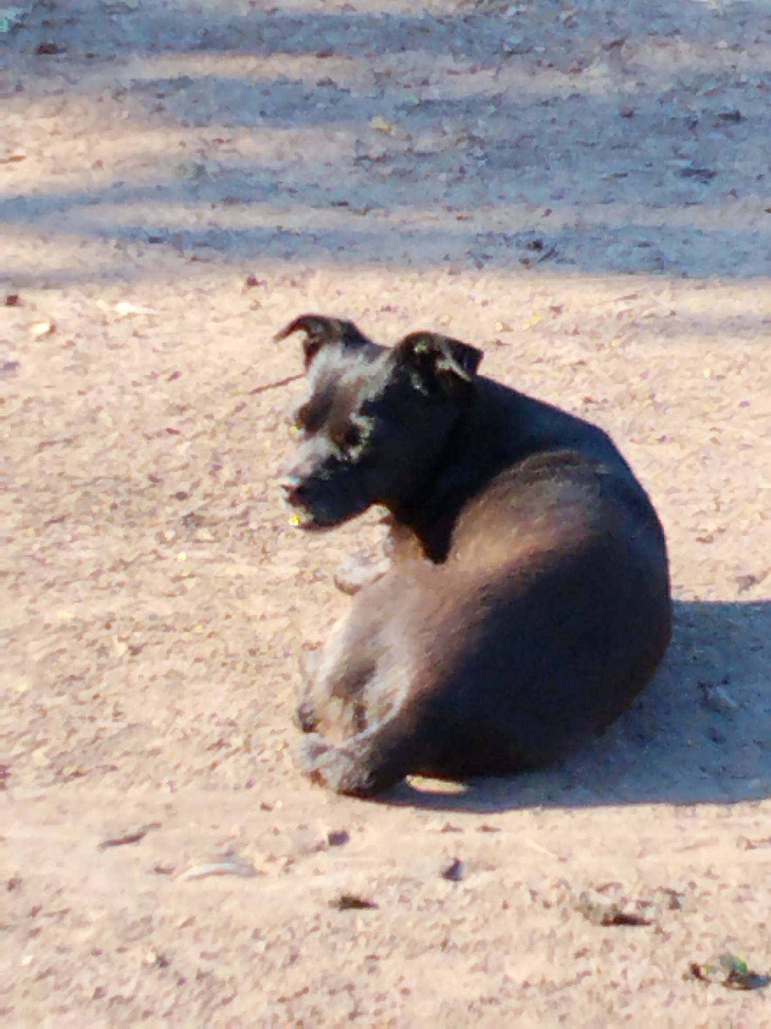 The image shows a dark-colored dog lying on the ground. The ground appears to be dirt or sand, with some scattered debris. There are shadows on the ground, suggesting the presence of trees or other overhead structures. The dog is facing to the left, with its head turned slightly back. Its body is curled up. The overall impression is of a dog resting outdoors in a somewhat unkempt environment. There is no visible indication of the city of Ustyvytsia, Ukraine.