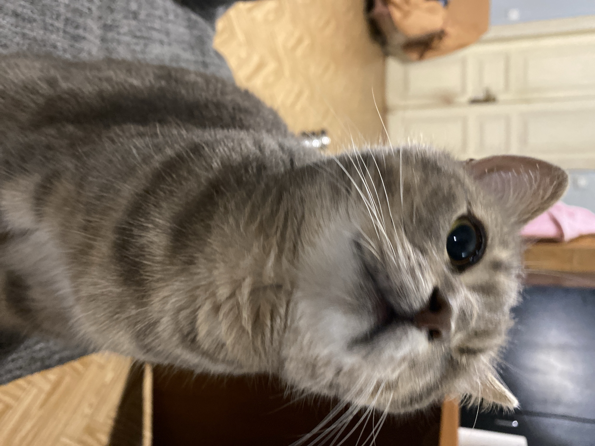 A close-up, head-on, medium shot shows a grey tabby cat in a room. The cat is looking upwards and to the right, with its left eye clearly visible. The cat's fur has a pattern of dark grey stripes on a lighter grey base. Its whiskers are white and prominent. The background is blurred, but it appears to be a domestic setting with a wooden floor and a doorway. The overall lighting is warm and indoor.