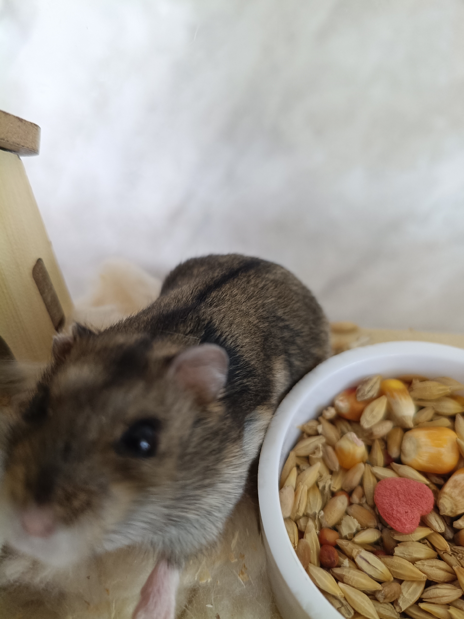 A hamster is positioned in the foreground of the image, partially obscured by its own body. The hamster is facing left, with its head tilted slightly upwards. Its fur is a mix of brown and grey stripes. To the right of the hamster, a white bowl is filled with hamster food, including grains and a red heart-shaped treat. In the background, a beige-colored wooden structure is visible on the left side of the image, and a blurred white wall occupies the right side. The scene appears to be indoors. There is no information in the image to suggest a location in Martuni, Armenia.