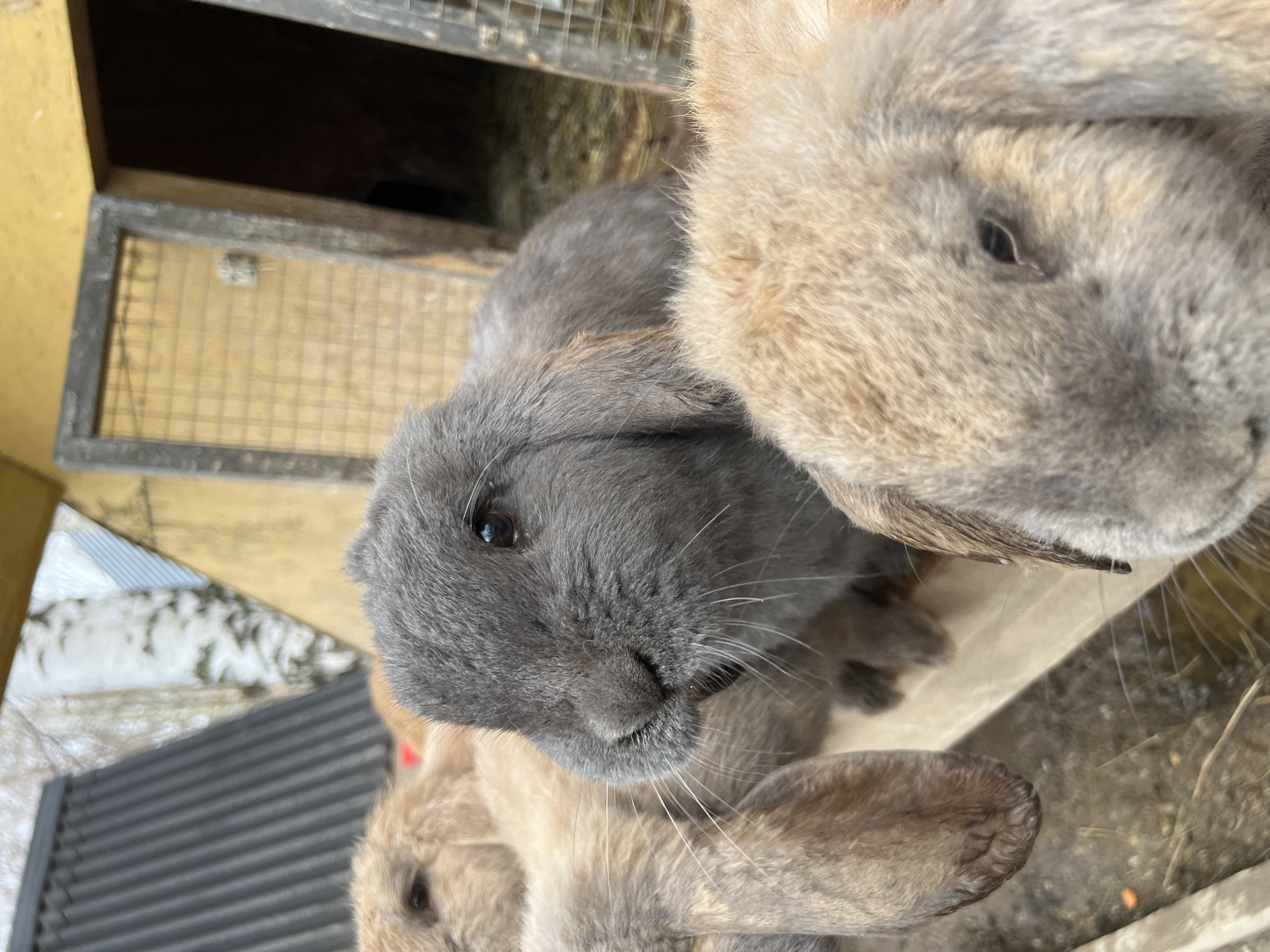 The image shows three rabbits closely positioned near a wooden structure with a wire mesh. One rabbit is gray, and the other two are a brownish-tan color. The location is not discernible as Nizhniye Vyazovye, Russia. No people, objects, actions, or interactions can be deduced in a manner that indicates forensic importance beyond the inclusion of the rabbits and wooden structure, as a matter of fact. The environment is outside on bare ground, and it has a roof of a nearby structure.