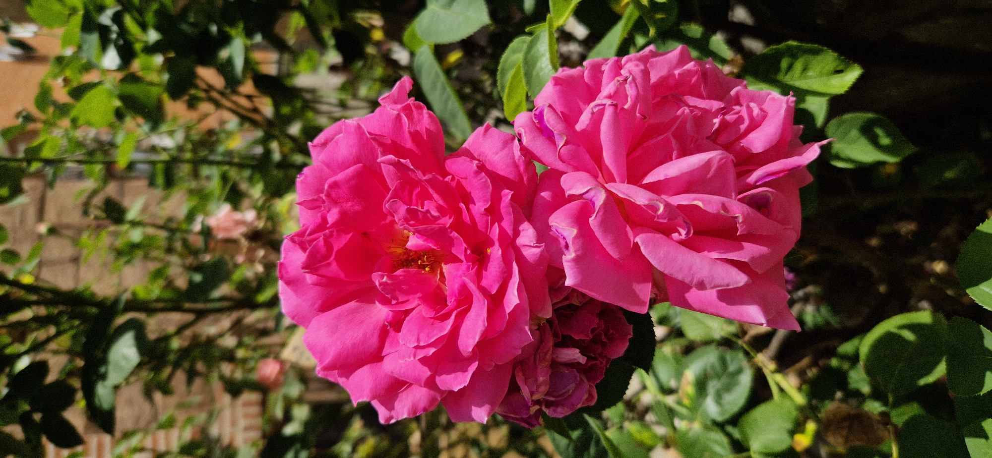 A close-up shot captures two vibrant pink roses in full bloom, their petals richly colored and layered. The roses are the primary subjects, positioned slightly off-center to the right of the frame. Surrounding the flowers, lush green leaves provide a natural backdrop, with some leaves catching the sunlight, creating a dappled effect. In the background, out of focus, are hints of a brick wall and other foliage, suggesting an outdoor garden setting. The lighting indicates it is daytime, with the sun casting distinct shadows on the petals and leaves, highlighting their textures. The overall mood is serene and natural, focusing on the beauty of the flowers. There is no visible text in the image.