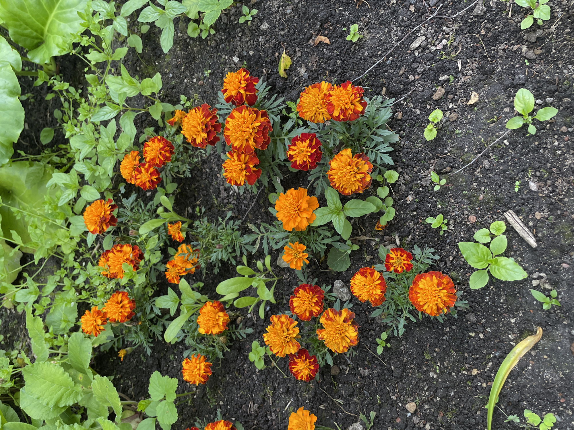 This is a high-angle, close-up shot of a garden bed filled with marigolds and other green foliage. The marigolds are predominantly orange and red, with some appearing fully bloomed and others as smaller buds. They are clustered together in several patches throughout the frame. The soil is dark and appears moist, with small pebbles and some fallen leaves visible. Surrounding the marigolds are various green plants; some have large, broad leaves, while others have smaller, more delicate leaves and stems. The scene suggests a garden in a natural setting. The lighting indicates it is daytime, with no strong shadows to suggest a specific time of day, and the weather appears to be pleasant for gardening. There is no visible text in the image. The location is specified as Tallinn, Estonia, placing the scene in a European garden environment.