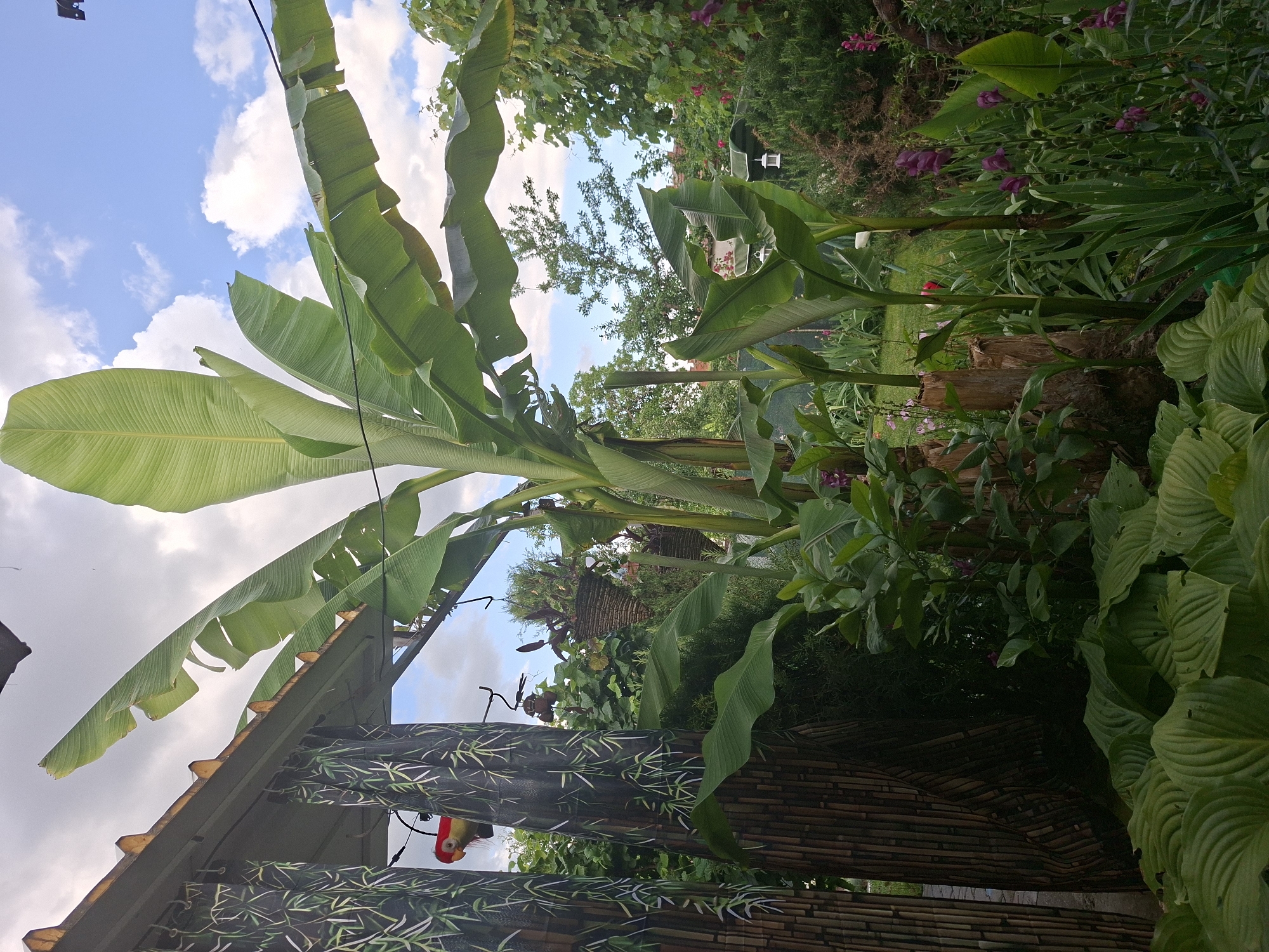 This image depicts a lush garden scene located in Stara Zagora, Bulgaria, under a sky with scattered white clouds. To the immediate left, a structure featuring a corrugated roof is visible, with dark curtains patterned with bamboo or leaf motifs hanging below it. A red and yellow parrot figurine is suspended centrally between these curtains. Below, a dense arrangement of large, ribbed hosta leaves forms the garden's base.
The central and midground are dominated by several large-leaved plants, resembling banana trees, with one particularly tall specimen extending towards the sky. Multiple cut wooden stumps are integrated into the garden bed, serving as decorative features or bases for other plants. Various green foliage is present, interspersed with plants bearing purple and pink flowers. A decorative dark, ornate object hangs near the parrot figurine, and two dark wicker hanging baskets containing plants are suspended further back.
In the background, a blue sky with distinct white cumulus clouds is visible. Distant trees, both deciduous and coniferous, line the horizon, with hints of a red-tiled roof and a small garden shed. A leafy vine climbs a support on the far right. Two white, birdhouse-shaped lanterns hang within the background foliage. A small patch of green lawn is visible through the plants in the lower right background. No people or observable actions are present.