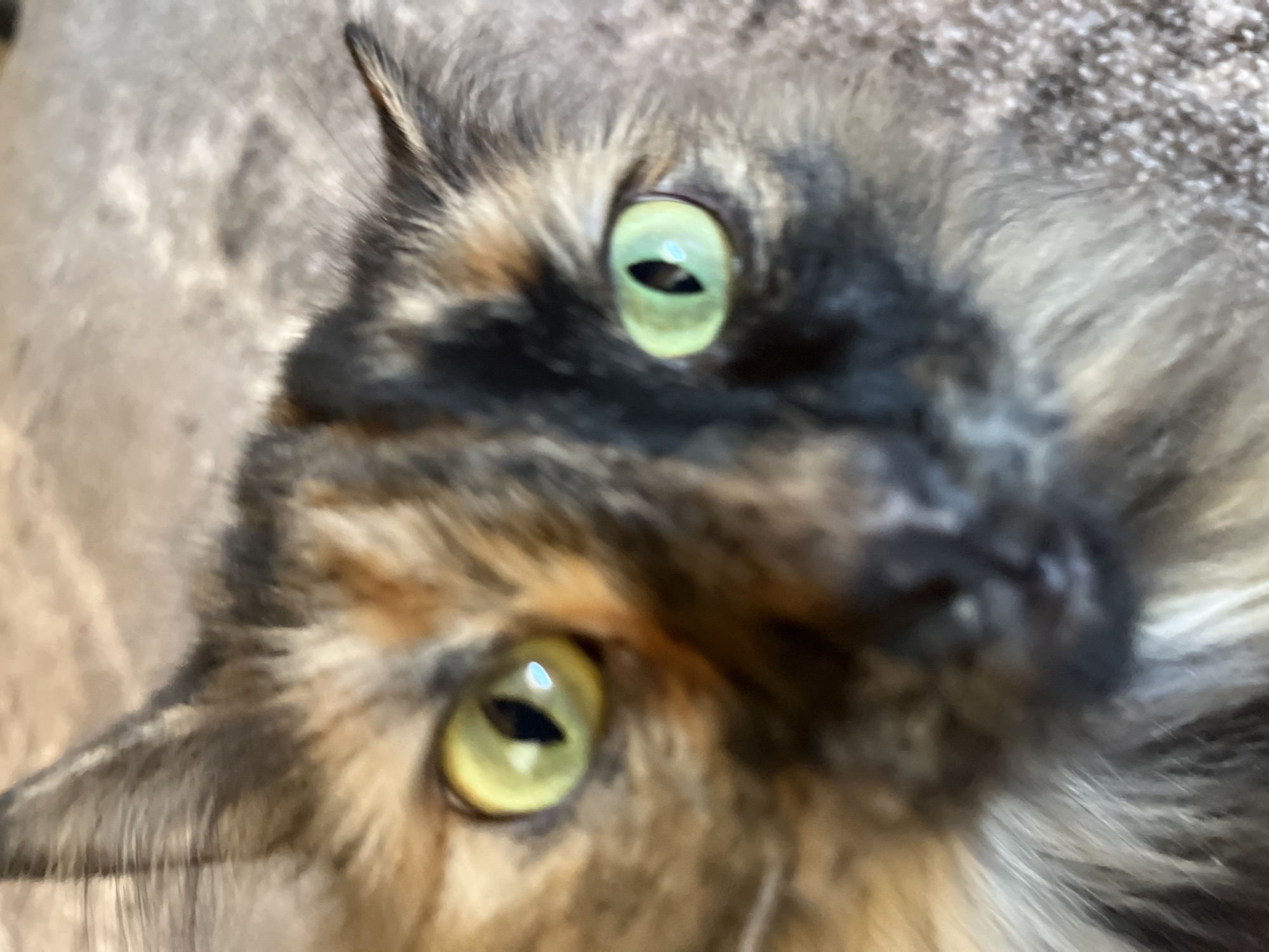 This is a close-up, slightly out-of-focus image of a tortoiseshell cat's face. The cat has striking green and yellow eyes. Its fur is a mix of black, orange, and brown patches. The background is a textured, light brown surface, possibly a carpet. There is no indication of the city of Pamyati 13 Bortsov, Russia, or any people in this image.