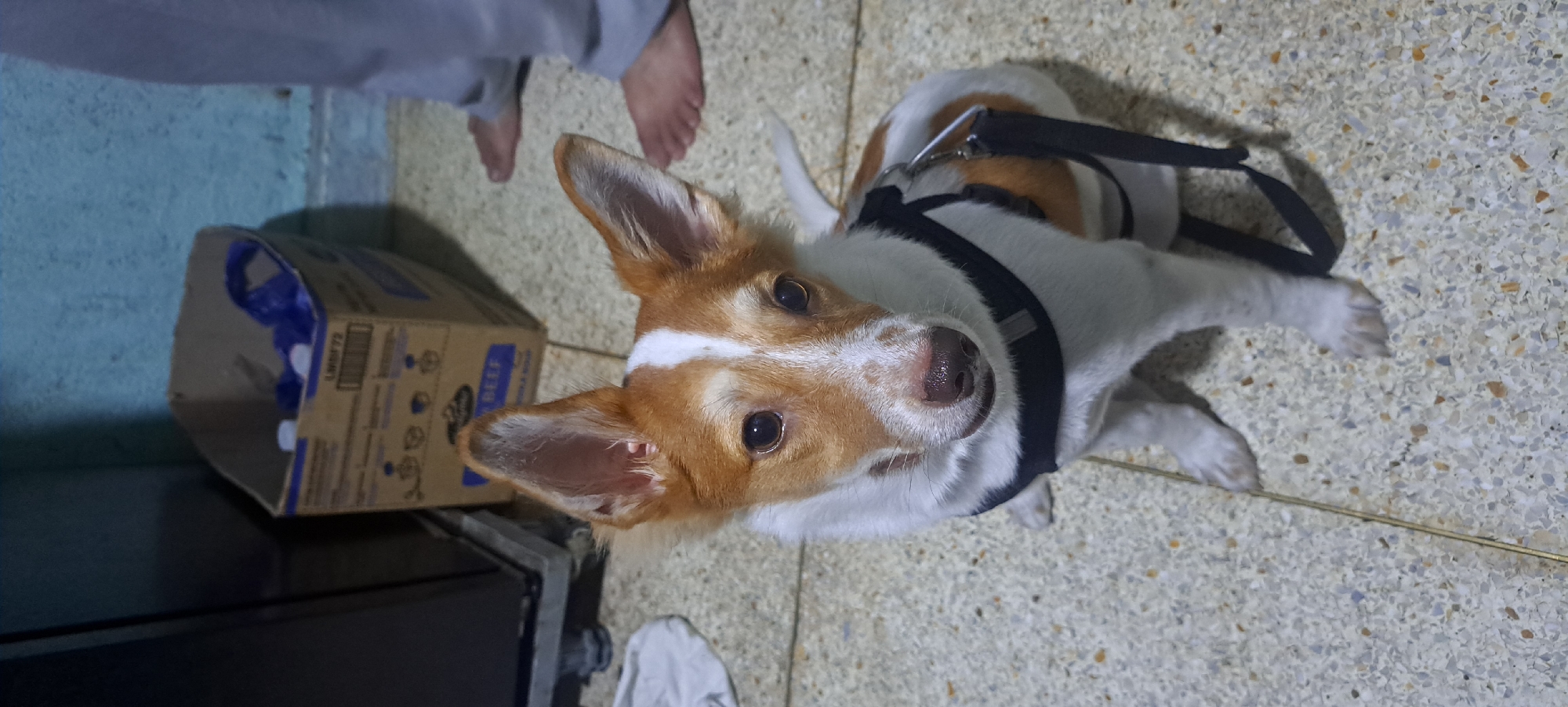 The image shows a small dog, likely a Jack Russell Terrier mix, sitting on a speckled tiled floor. The dog has white fur with tan markings on its head and body. It is wearing a black harness with a black leash attached. The dog is looking directly at the camera with a curious expression. In the background, there is a cardboard box, a blue plastic bag, and a person's legs and feet wearing grey pants, suggesting an indoor setting. The wall in the background is blue. There is no specific indication of the location being in Mandaluyong, Philippines.