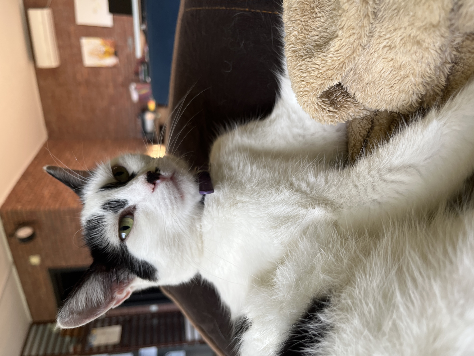 A black and white cat with green eyes is lying on a brown cushion in an indoor environment. The cat is wearing a purple collar. In the background, a brick wall is visible with a clock and some pictures. There is also an air conditioning unit mounted on the wall. The scene appears to be in Ureki, Georgia.