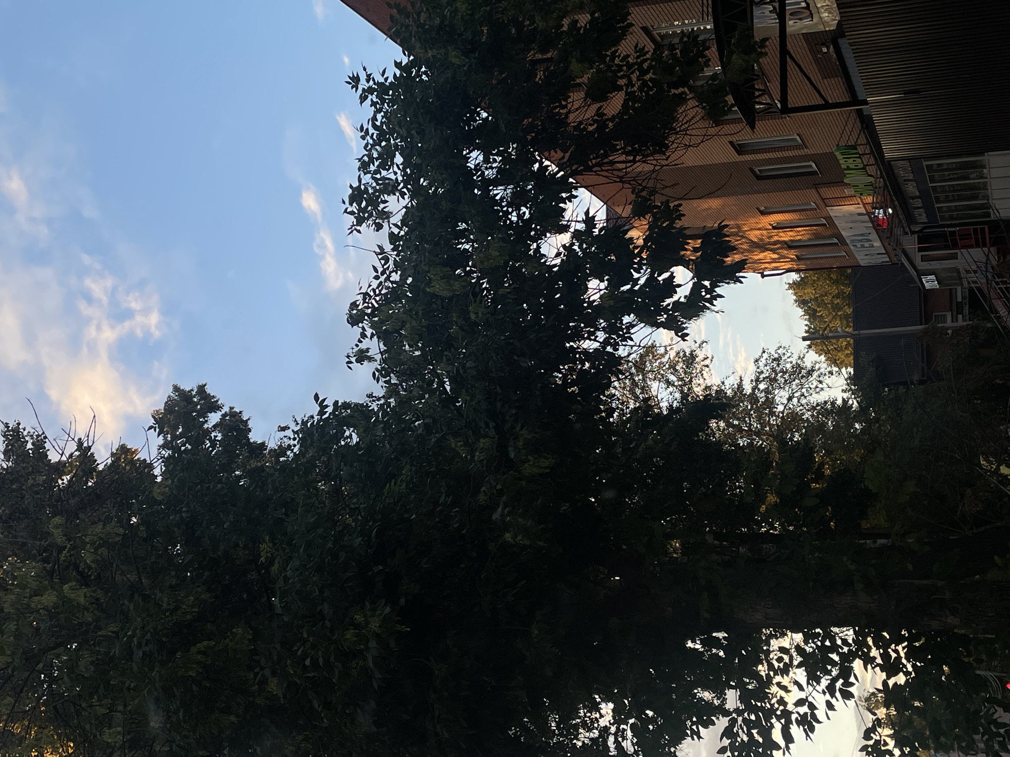 The image shows a street scene in Votkinsk, Russia, captured during daylight. A large tree with dense green foliage dominates the left side of the frame, its branches extending across the scene. To the right, a brick building with multiple windows is visible, catching the warm light of what appears to be late afternoon or early evening. The building has several signs, including one with green lettering that is partially obscured by tree branches. A dark metal fence runs along the front of the building. The sky above is a clear blue with scattered white clouds. In the background, other buildings and trees are visible, suggesting a residential or commercial area. The overall impression is a quiet street scene with natural elements interspersed with urban structures.