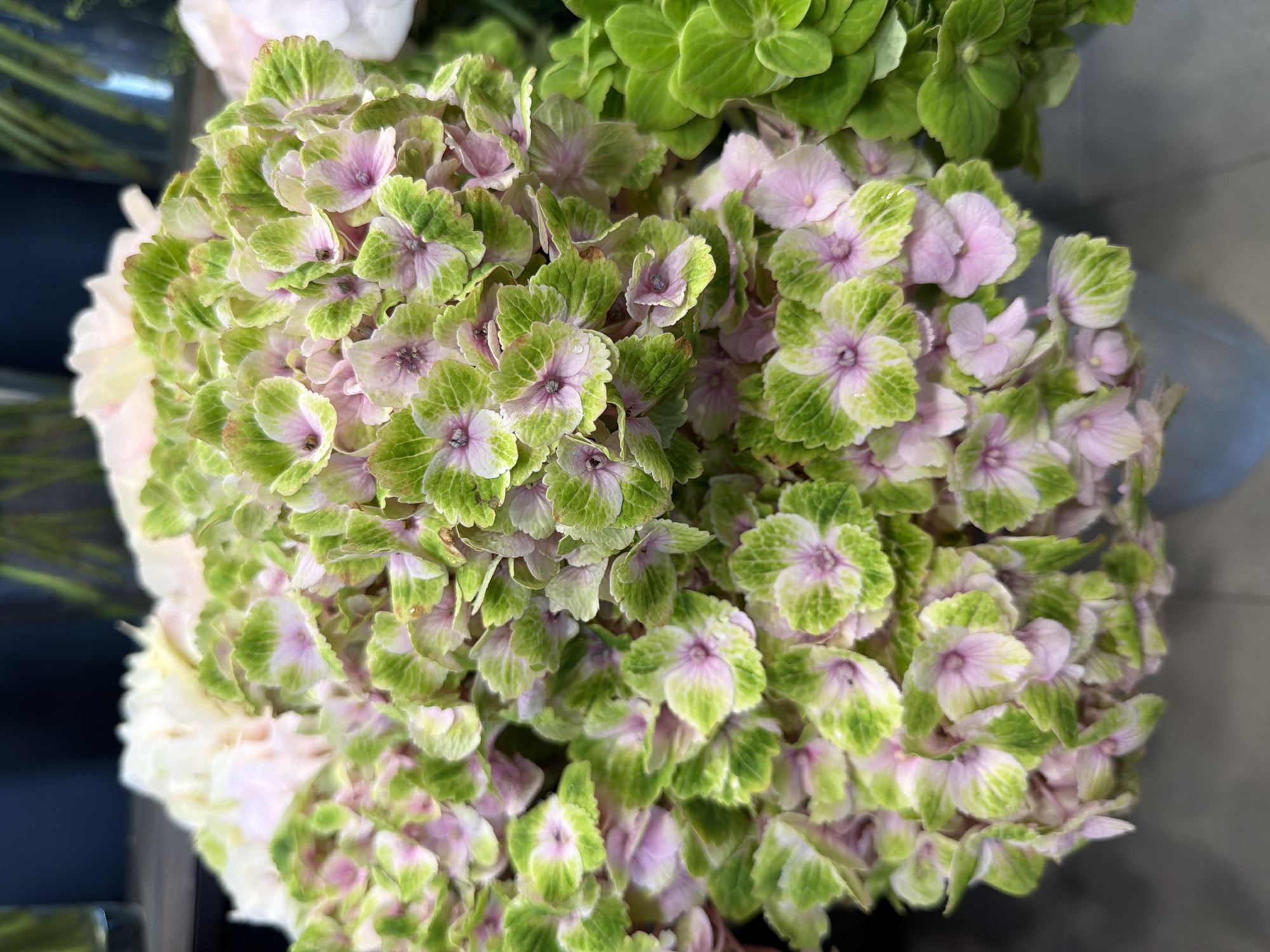This is a close-up, overhead shot of a bouquet of hydrangeas. The flowers are a mix of green and pink, with some white flowers also visible to the left. The hydrangeas are densely packed, creating a textured and voluminous display. The individual florets have ruffled edges and delicate centers. The lighting appears to be natural, suggesting the flowers are indoors. The background is blurred, with hints of darker greenery and a muted blue container or surface. There are no people or discernible text in the image. The focus is entirely on the floral arrangement, highlighting the intricate details and color variations of the hydrangeas.