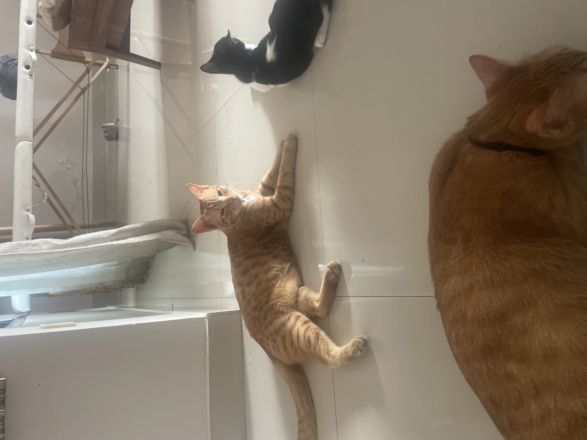 The image shows the interior of a room in Denpasar, Indonesia with three cats on a light-colored tile floor. One cat is black and white and is lying down. Another cat is orange tabby and is lying on its back with its legs extended. A third orange tabby cat is partially visible in the right of the frame. It is lying down with only its head and back visible. Behind the cats, there is a white counter and a clothes drying rack. There are no people visible in the image.