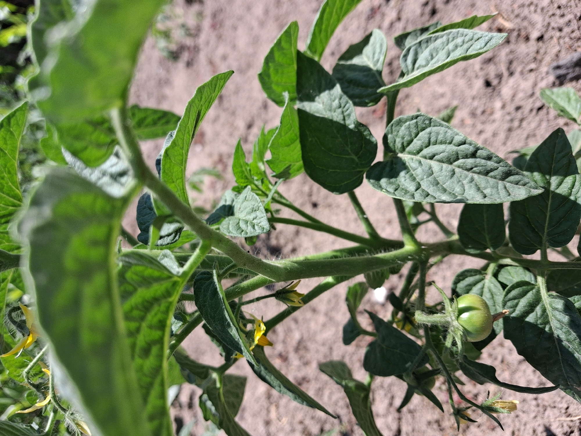 This is a close-up, eye-level shot of a young tomato plant growing in what appears to be a garden. The main subjects are the plant's green leaves, stem, a few small yellow flowers, and a developing green tomato. The plant is fuzzy with tiny hairs on its stem and leaf undersides. The background is a blurry expanse of dry, sandy soil, suggesting an outdoor, potentially rural or garden setting. The lighting indicates it's daytime, with sunlight casting shadows and highlighting the textures of the leaves and stem. The focus is sharp on the plant, drawing attention to the details of its growth. There are no people or visible text in the image. The overall impression is one of natural growth and the early stages of fruit development in a garden environment in Krolevets, Ukraine.