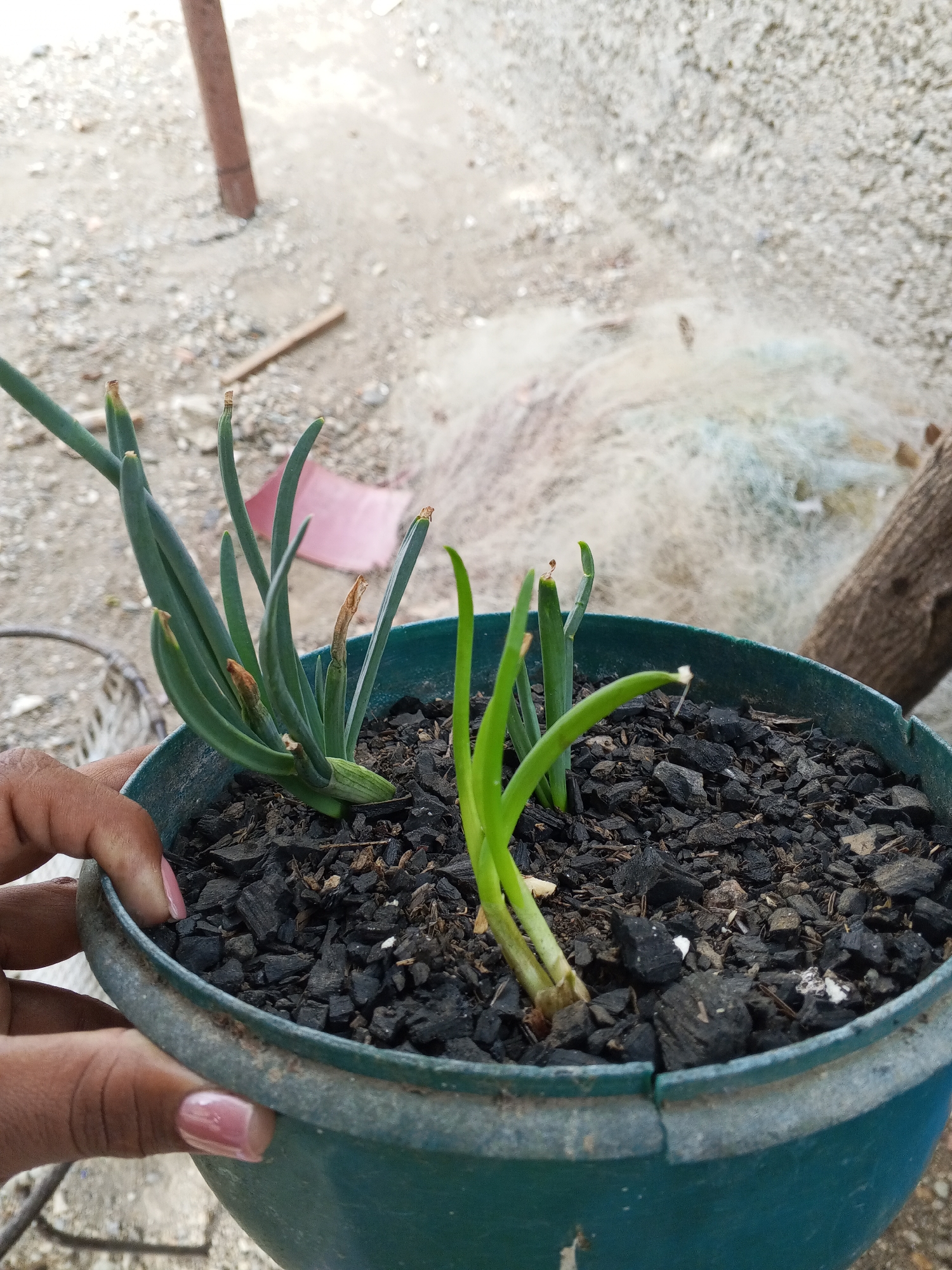A close-up, eye-level shot shows a person's hand holding a teal-blue plastic pot containing two clusters of green, tubular plants, resembling onions or chives. The larger plant on the left has numerous erect leaves, some with dried, brown tips, indicating previous trimming or natural wear. The smaller plant on the right has fewer, younger shoots. The pot is filled with dark, irregularly shaped chunks, likely charcoal, serving as planting medium. The pot itself shows signs of wear, including a visible crack on its rim, and its color is faded in places. The person's hand, with light pink nail polish, supports the pot from below.
The background, out of focus, reveals an outdoor setting. The ground is a light-colored, granular surface, possibly sandy or gravelly. A weathered wooden pole is partially visible, sticking vertically out of the ground. Further back and to the right, a white or light blue tangled fishing net is bundled on the ground. A dark, rough tree branch or log is also visible on the right side. The lighting suggests it is daytime, with bright ambient light. There is no visible text in the image.