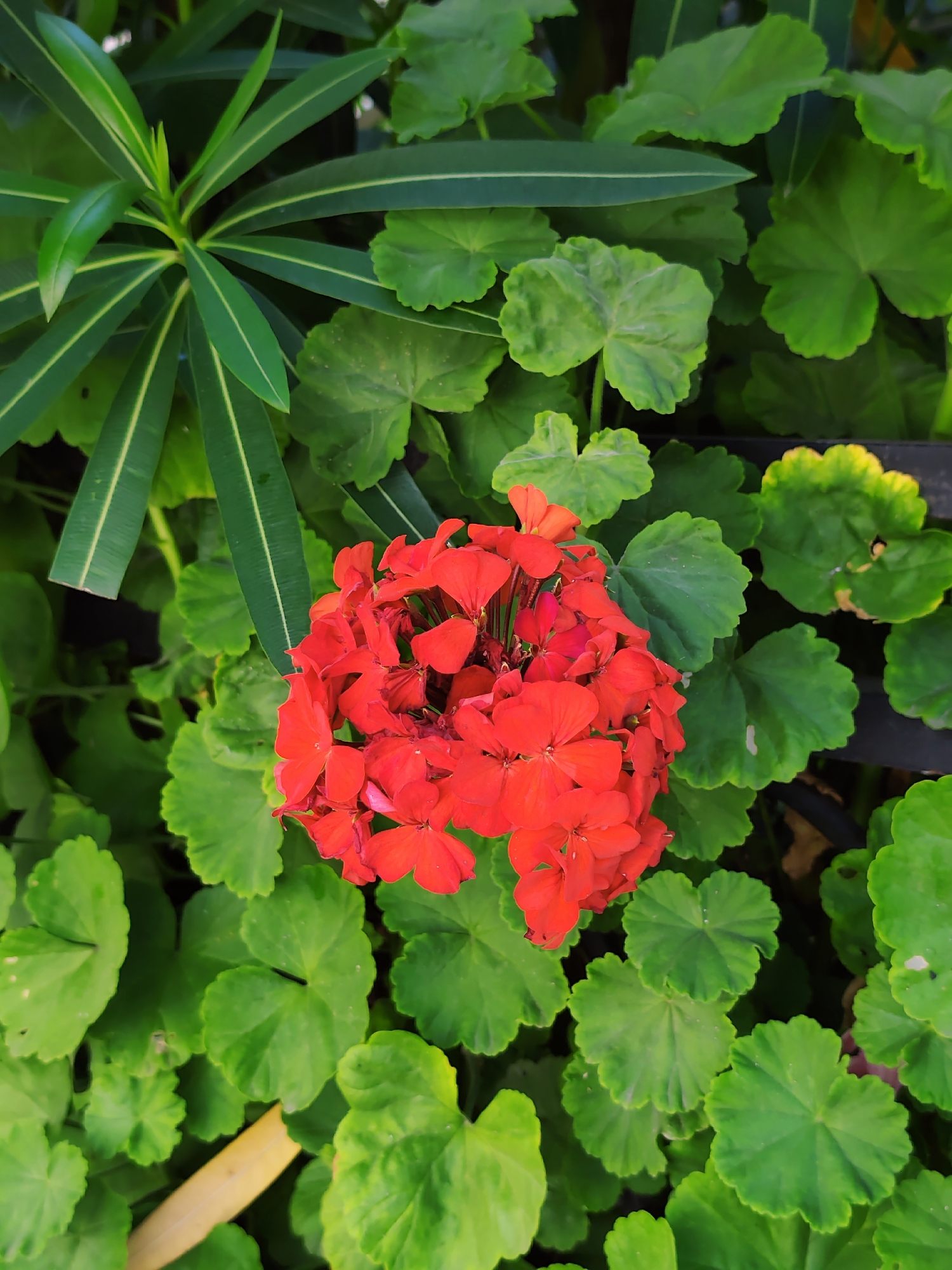 A vibrant cluster of red geranium flowers is the focal point of this image, set against a backdrop of lush green foliage. The geraniums are tightly packed, their petals a rich, saturated red, with some hints of lighter pink or orange visible within the blooms. Surrounding the flowers are various green leaves. To the left, a plant with long, slender, deep green leaves with faint yellow stripes emerges from the top left corner. The rest of the surrounding greenery consists of broader, rounded, lobed leaves with scalloped edges, characteristic of geranium plants. A thin, pale yellow, elongated object, possibly a dried leaf or stem, lies horizontally in the lower left portion of the frame. The overall impression is a close-up, top-down view of a garden setting, likely in Sochi, Russia, given the climate's suitability for such flora. No people or specific urban features are visible, suggesting a natural or cultivated green space.