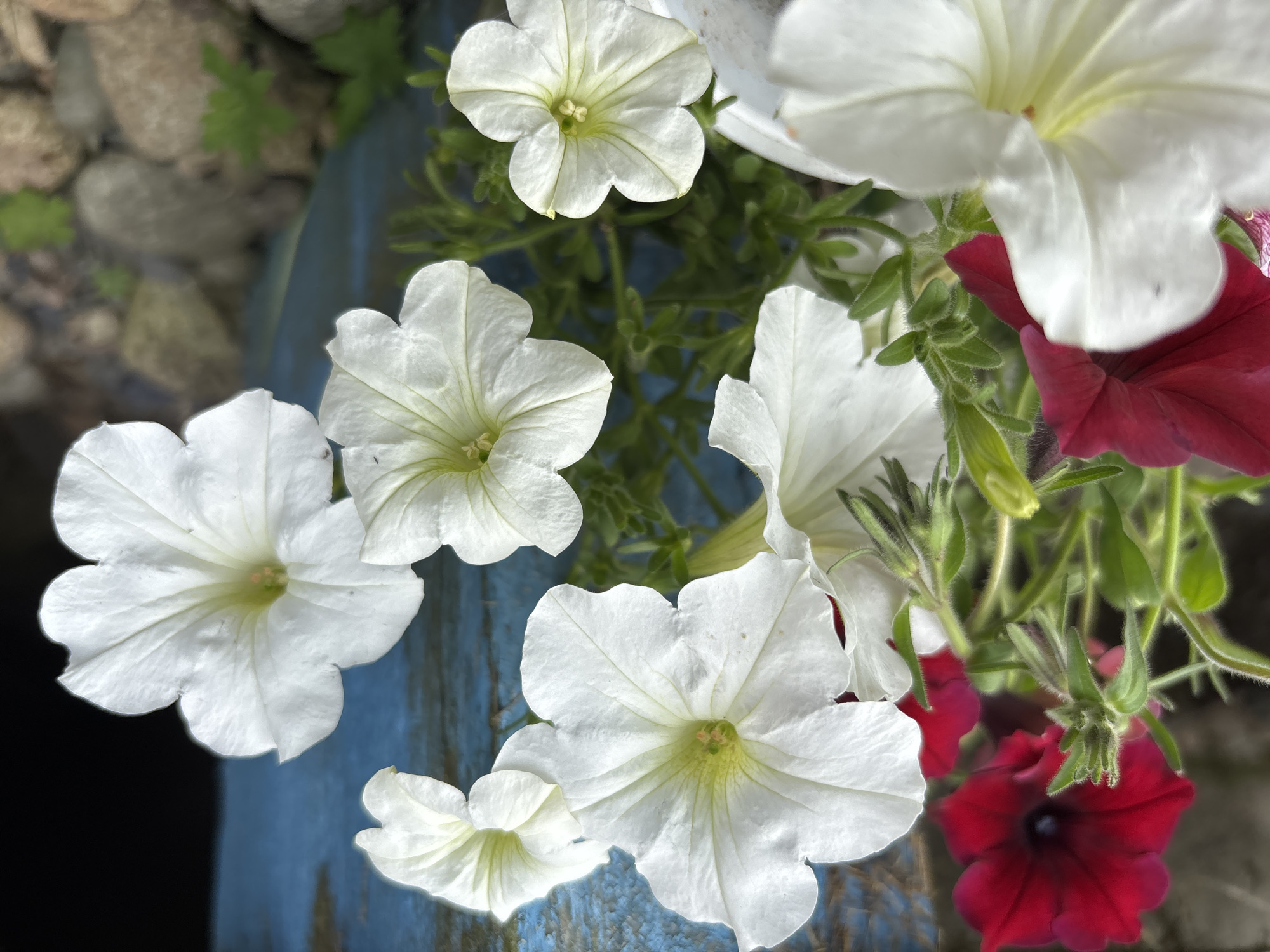 The image shows a close-up of several petunia flowers in bloom. There are both white and deep red petunias visible, with some of the white flowers in sharper focus than others. The flowers are growing in what appears to be a pot or planter, with green foliage and buds also present. In the background, a weathered, blue wooden post or structure is visible, with some rough-textured rocks and small green plants scattered on the ground below it. The lighting suggests it is daytime, and the overall impression is of a garden or outdoor decorative planting. The location is identified as Cordovo, Russia, though the specific details of the setting within the city are not provided in the image itself.