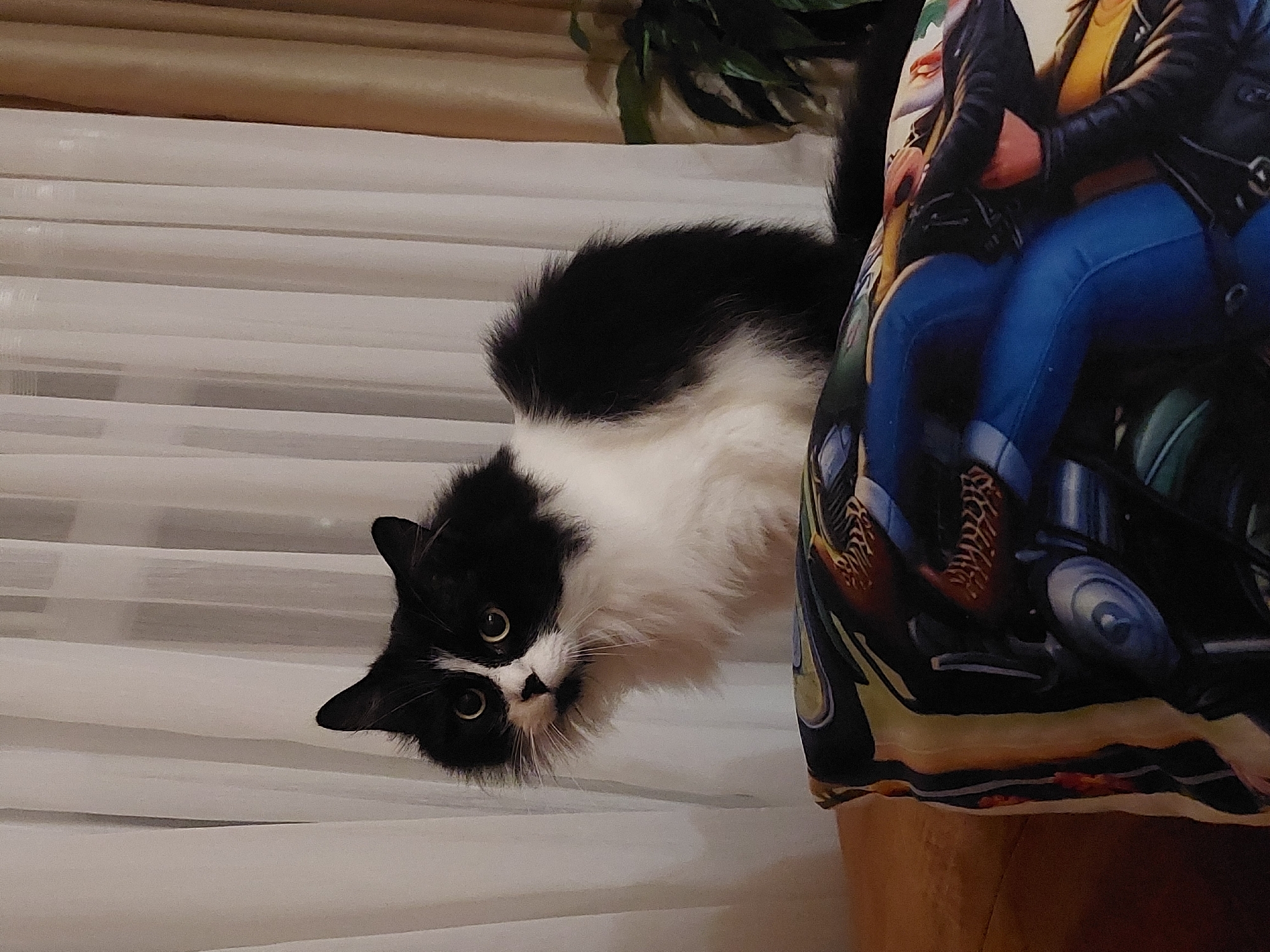 A fluffy black and white tuxedo cat is the central subject, peeking out from behind light-colored horizontal blinds or curtains. The cat's head is tilted, and its wide, curious amber-colored eyes are focused directly on the viewer. It features a distinctive white blaze down its nose and white fur on its chin, chest, and parts of its body, contrasting with its predominantly black fur.
To the right of the cat, a decorative item, possibly a pillow or blanket, displays an illustration of two individuals on a motorcycle. The figures are seen from the waist down; one person wears blue jeans, a yellow top, and a black leather jacket, while another person, also in a black leather jacket, is behind them. Portions of the motorcycle are also visible in the illustration.
The setting appears to be indoors, with the light-colored blinds filling much of the background. A hint of green foliage from a plant can be seen in the upper right corner, above the blinds. The lighting is warm and indirect. There is no visible text in the image. The location is contextualized as Plovdiv, Bulgaria, though no specific visual cues within the image confirm this.