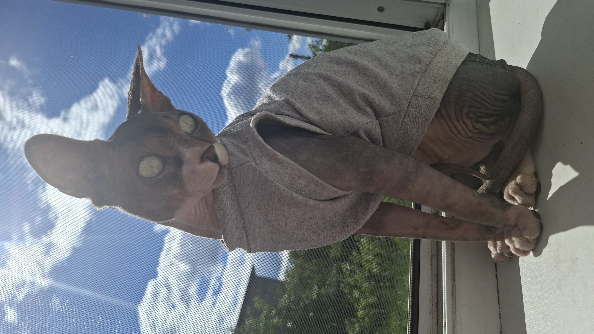 A hairless cat, possibly a Sphynx breed, wearing a grey shirt, is perched on what appears to be a windowsill. The cat's gaze is directed towards the viewer. Outside the window, there is a view of a bright blue sky with scattered white clouds. Green foliage from trees is visible in the background, as well as the corner of a dark building. The location is Забалоцкі сельскі Савет, Belarus. The cat is indoors.