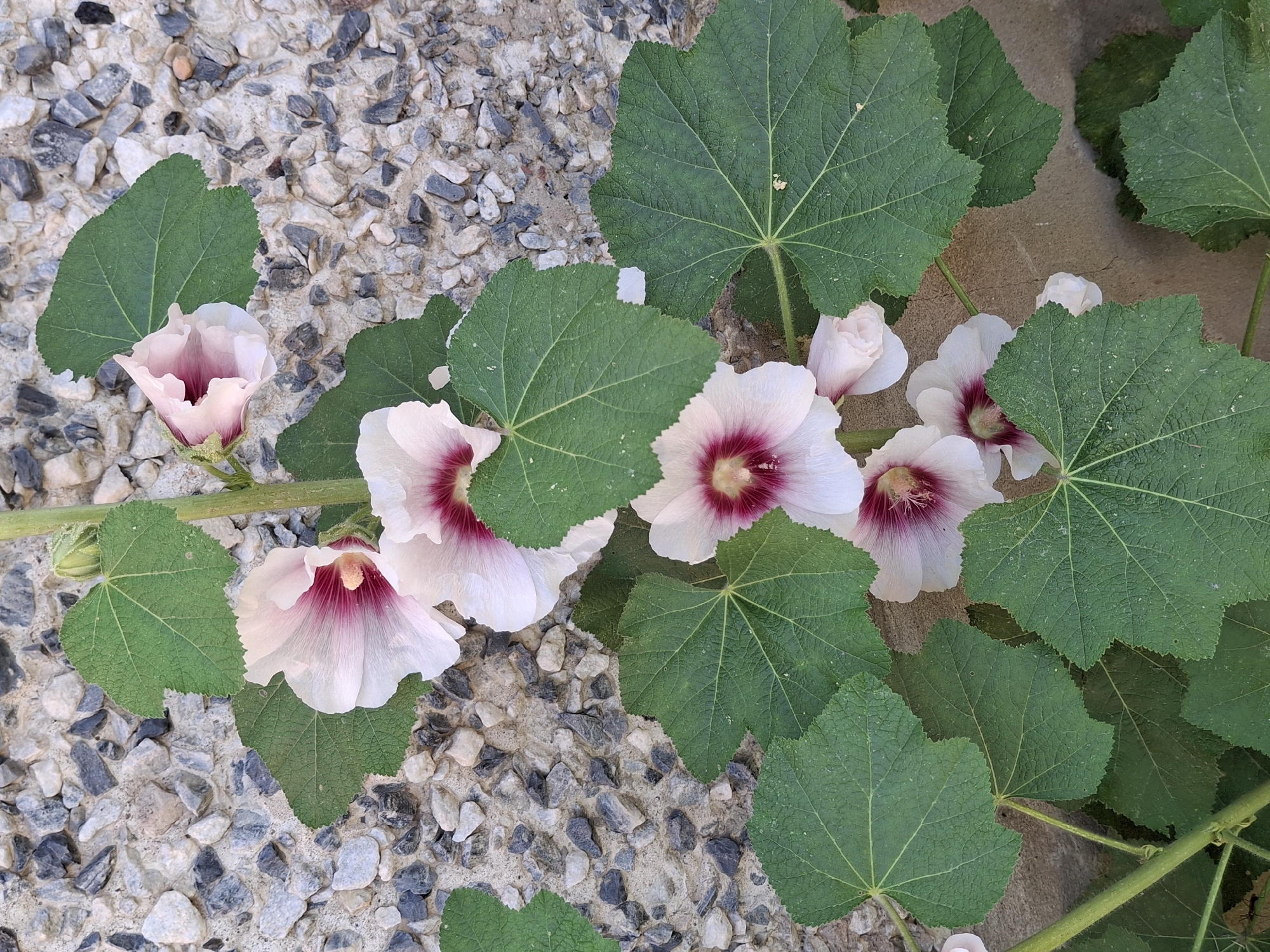 This is a top-down, close-up photograph of a hollyhock plant with several light pink and white flowers, each featuring a deep pink to burgundy center. The flowers have delicate, ruffled petals and prominent stamens. Large, dark green leaves with serrated edges surround the blooms. The plant is growing over a textured surface composed of small, grey, white, and black stones embedded in concrete, suggesting an outdoor setting like a garden path or a courtyard. A thick, green stem is visible, supporting the flowers and leaves. A single green bud is also visible on the left side of the plant. The lighting appears to be natural daylight, with soft shadows, indicating it could be morning or late afternoon. There is no visible text. The overall impression is one of natural beauty and botanical detail.