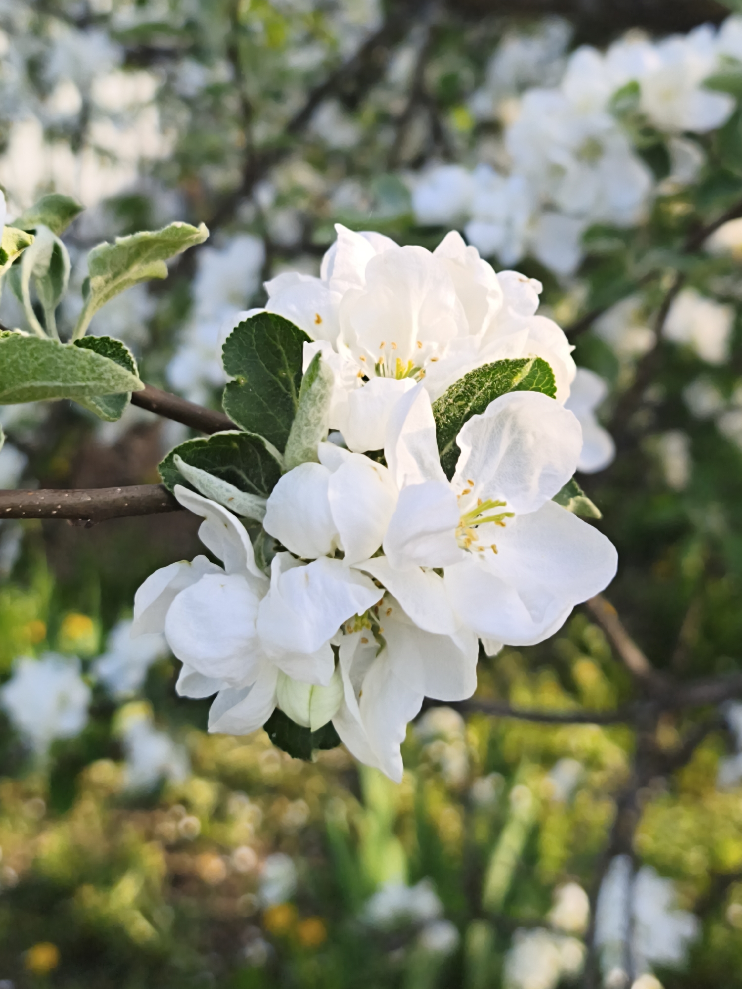 A close-up shot captures a cluster of white apple blossoms on a branch, with green leaves interspersed among the flowers. The background is blurred, suggesting other blossoms and greenery. The scene appears to be outdoors, with natural light illuminating the flowers. Location is Прикамский, Russia.
