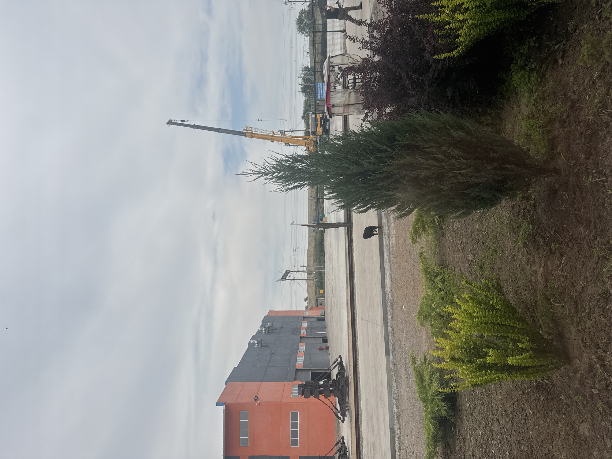 The image depicts an outdoor industrial or construction site under an overcast sky. In the foreground, there are several meticulously arranged bushes and plants, including a tall, slender evergreen tree in the center. To the left, a building with an orange facade and dark gray walls is visible, featuring a row of windows on the orange section. In front of the building, two large, heavy industrial equipment pieces, possibly part of a crane or loading mechanism, are positioned on railway tracks.
Further into the scene, a large yellow crane is actively at work, its arm extended upwards. Near the crane, a small, translucent shelter with a table and chairs inside is present. A person in camouflage pants and a dark shirt is walking away from the shelter towards the right edge of the frame. A small black dog is visible in the mid-ground, near the industrial equipment. In the background, a fence line with barbed wire runs across, and beyond it, a landscape of rolling hills covered in vegetation is observed. The overall environment suggests an active industrial area, likely in the city of Jıbek joly, Kazakhstan, given the context.