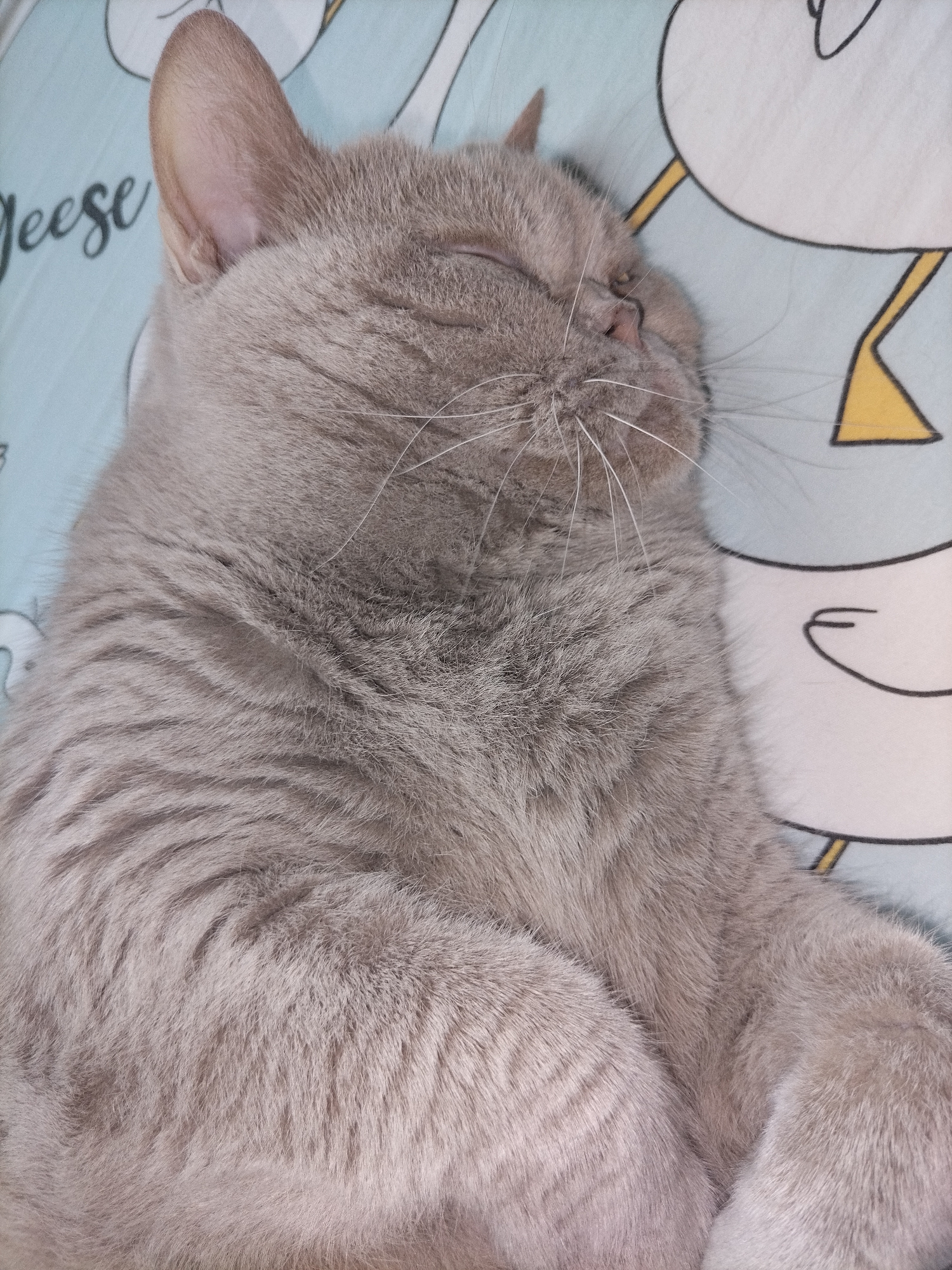A close-up, high-angle shot captures a light grey cat peacefully sleeping on a patterned surface. The cat's eyes are closed, its face turned slightly to the right, revealing its closed eyelids and delicate whiskers. The soft, dense fur of the cat is a prominent feature, with individual strands visible, especially around its head and chest. The sleeping cat is positioned on a surface with a light blue background and a repeating pattern of white cartoon ducks with yellow legs and black outlines. The text "Jeese" is visible in the upper left quadrant of the image, written in dark grey script. The overall scene is one of tranquility and comfort, with the cat appearing deeply asleep. The lighting is soft, illuminating the cat's fur and highlighting the subtle variations in its color and texture.