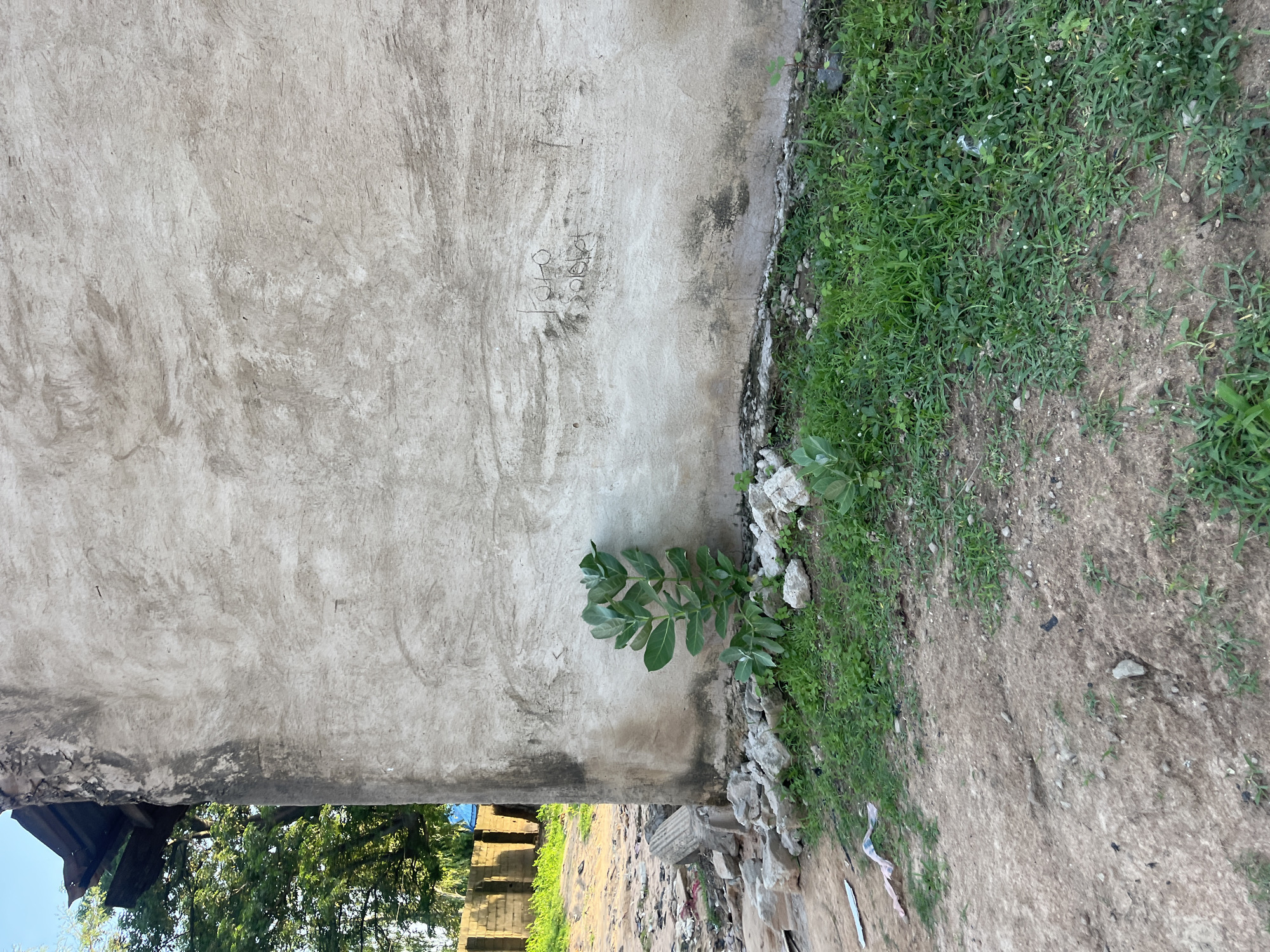 An exterior, medium shot captures a rough, weathered concrete wall of a building, with a portion of its dilapidated roof visible on the left. The wall, stained and textured, has faint markings that appear to be writing or graffiti. At the base of the wall, a small, leafy green plant grows amidst a collection of grey rocks and patchy grass. The ground in front is a mixture of dirt and sparse vegetation, with some scattered debris, including what looks like a piece of plastic sheeting and some torn paper. In the background, a brick wall and more trees are visible, suggesting an urban or semi-urban setting, potentially in Jalingo, Nigeria. The overall impression is one of neglect and resilience, with nature reclaiming a small part of the built environment.