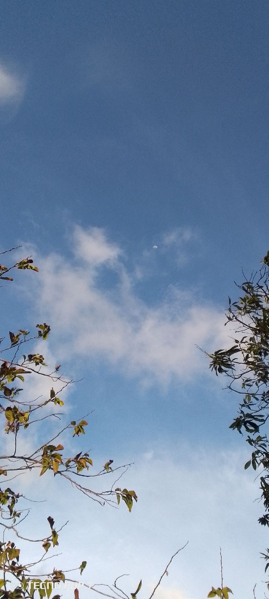 The image is a sky view taken in Altagracia, Venezuela. The sky is blue with some white clouds. A crescent moon is visible in the upper-center of the frame. Branches and leaves from trees frame the lower portion of the image on both sides. Some of the leaves are green, while others are yellow or brown. The quality of the picture is good, but the sky and leaves are slightly out of focus.