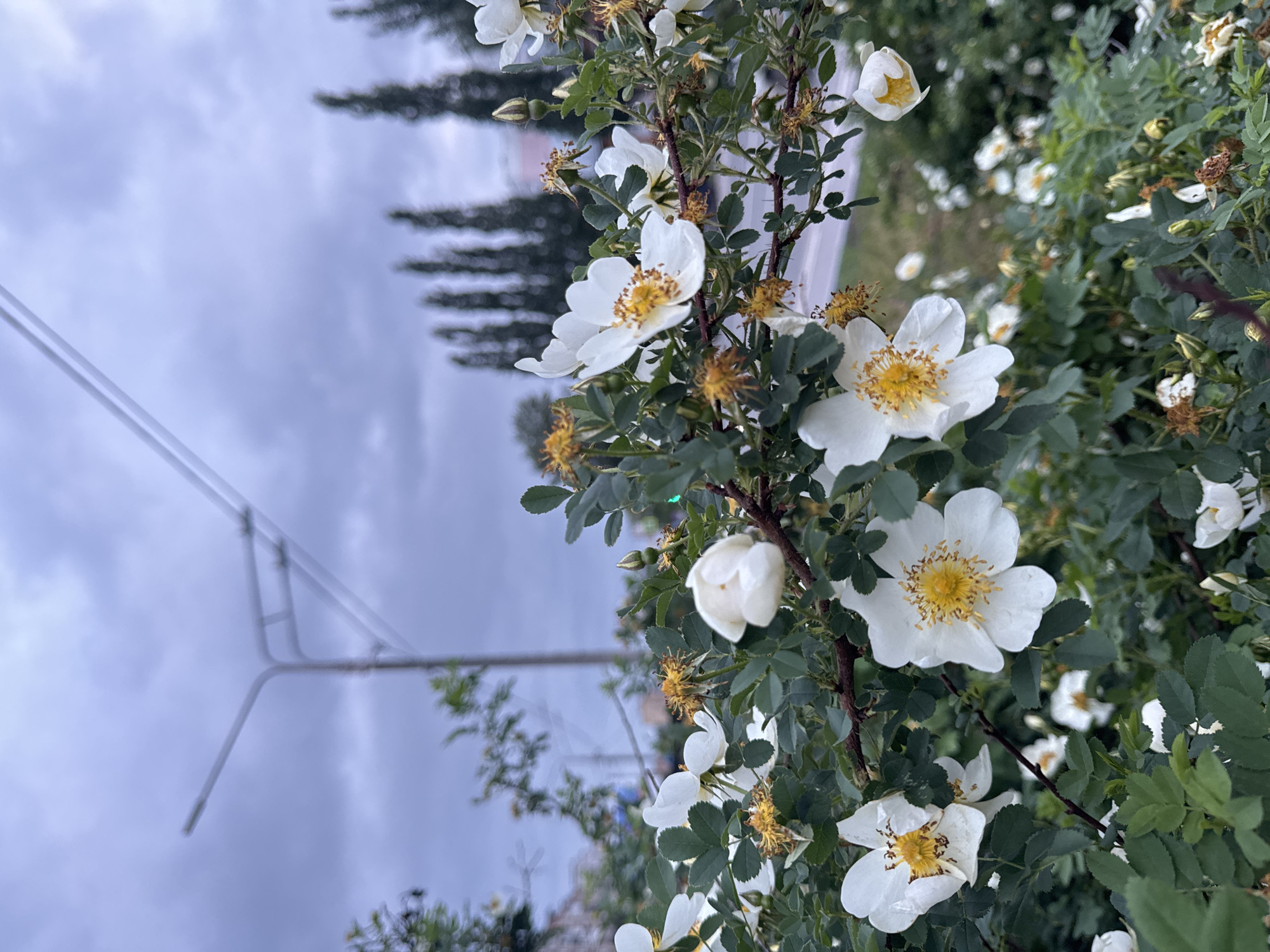 The image shows a close-up view of white dog-rose flowers in bloom, against a backdrop of a cloudy sky and green foliage. A metal structure is visible in the background. Based on the presence of specific vegetation and the architecture, it is plausible the photograph was taken in a natural part of Perm, Russia.