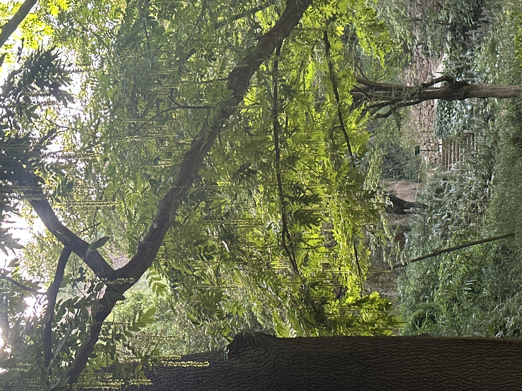 The image depicts a verdant, sun-dappled garden area with lush vegetation and trees. In the foreground, the textured bark of a large tree trunk is visible on the left. Hanging from the branches of a prominent tree are numerous long, slender, yellowish flower clusters, resembling catkins. The background reveals a stone wall and a set of stairs, suggesting a garden path or a terraced area. The overall scene evokes a sense of natural tranquility. The image was captured in Barcelona, Spain, likely within one of its many botanical gardens or parks, though a specific location is not identified. There are no people or animals visible in the frame. The lighting suggests it is daytime, with sunlight filtering through the dense foliage, creating a bright and somewhat diffused atmosphere.